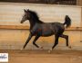 PHILIP SPORT HORSES Sandro Sir Sandro Odina Juillet 2020 09