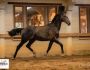 PHILIP SPORT HORSES Sandro Sir Sandro Odina Juillet 2020 11