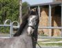 PHILIP SPORT HORSES Sensation de Philip - Sir Sandro Qualita Avril 2021