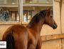 PHILIP SPORT HORSES Superba Sir Sandro Diana Juillet 2020 08