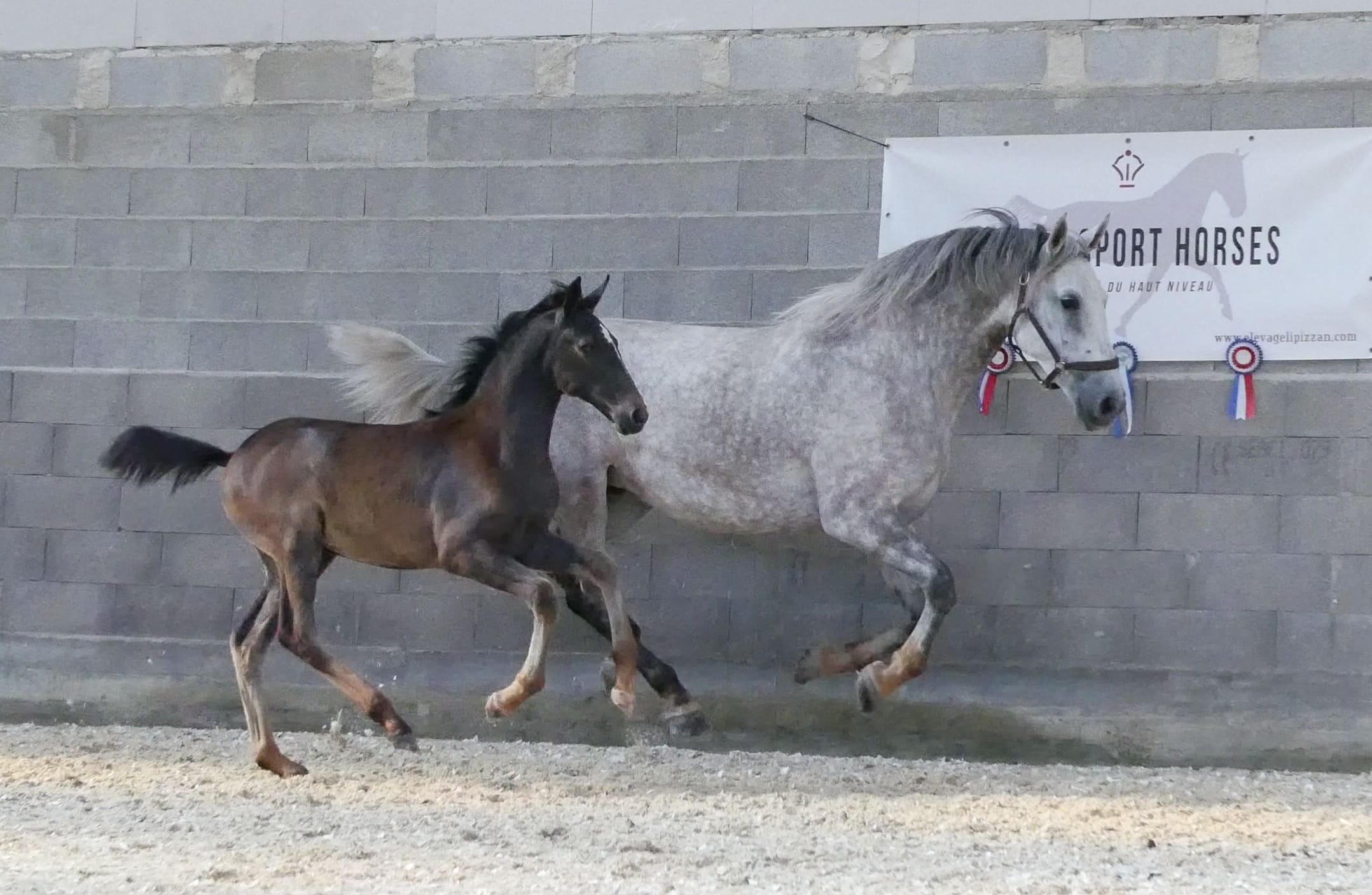 2021   Concours France Dressage  Sabrina   5 (1)