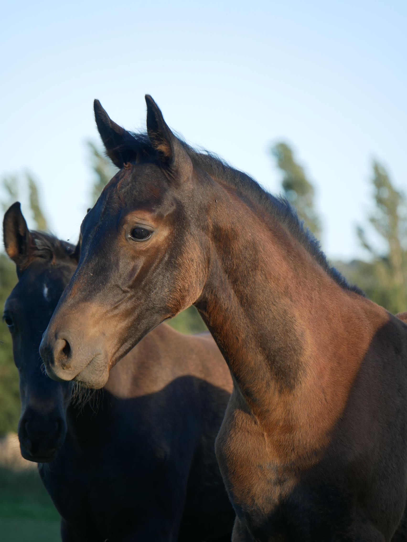 2023   Foals   Fashionista   1
