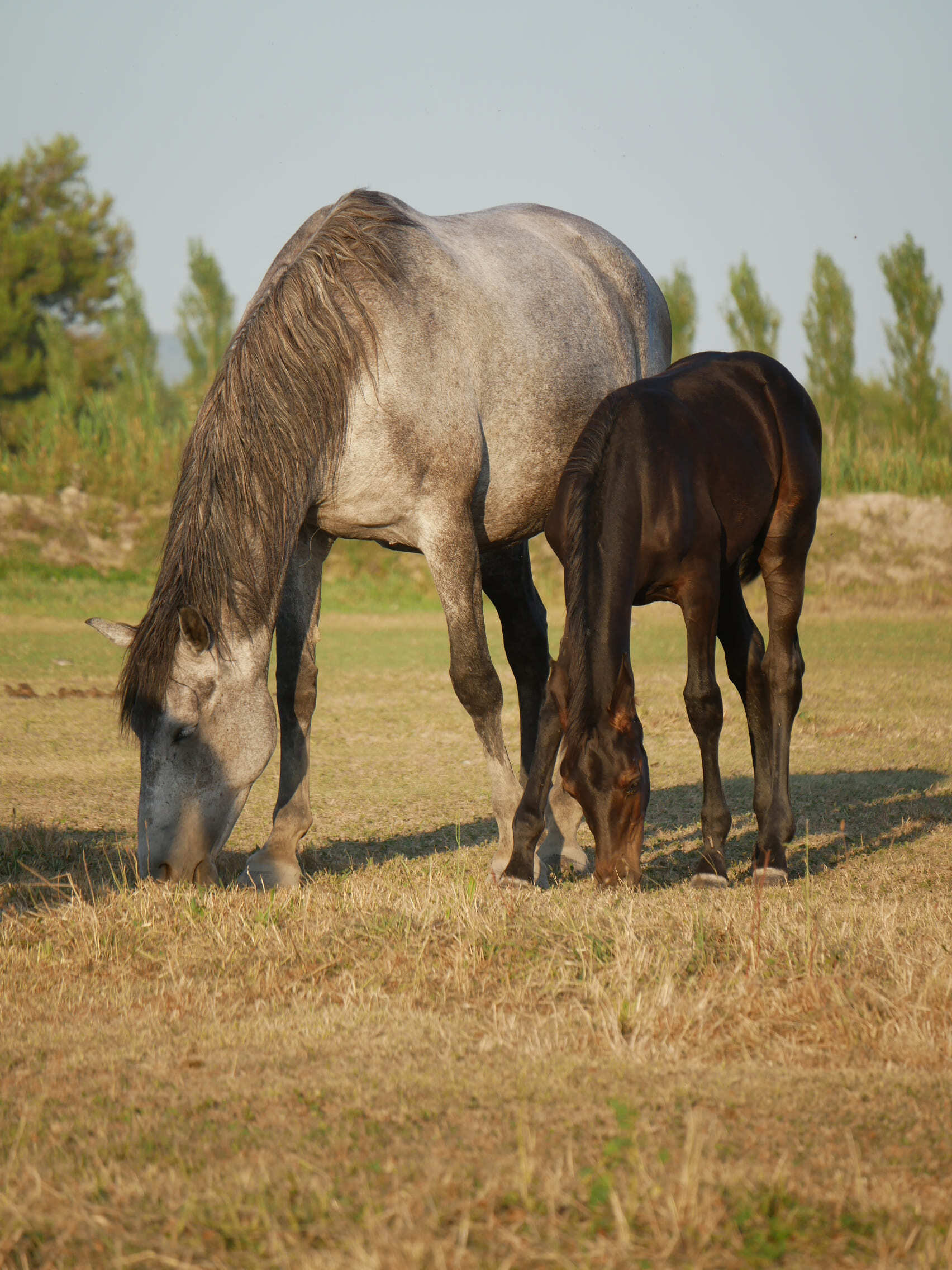 2023   Foals   Fashionista   2