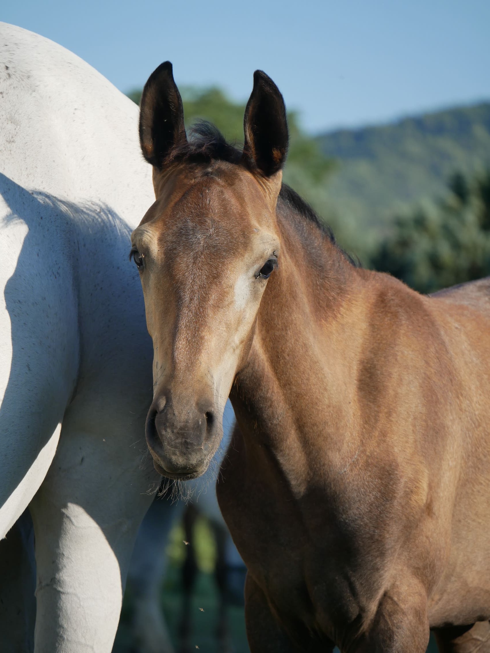 2023   Foals   Fifty   2