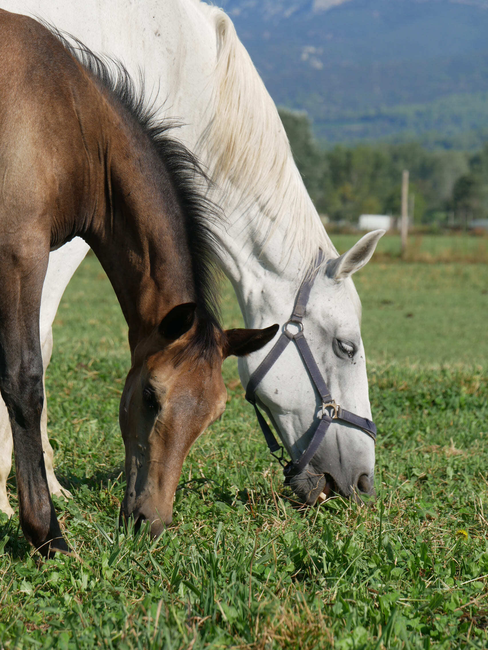 2023   Foals   Fifty   3