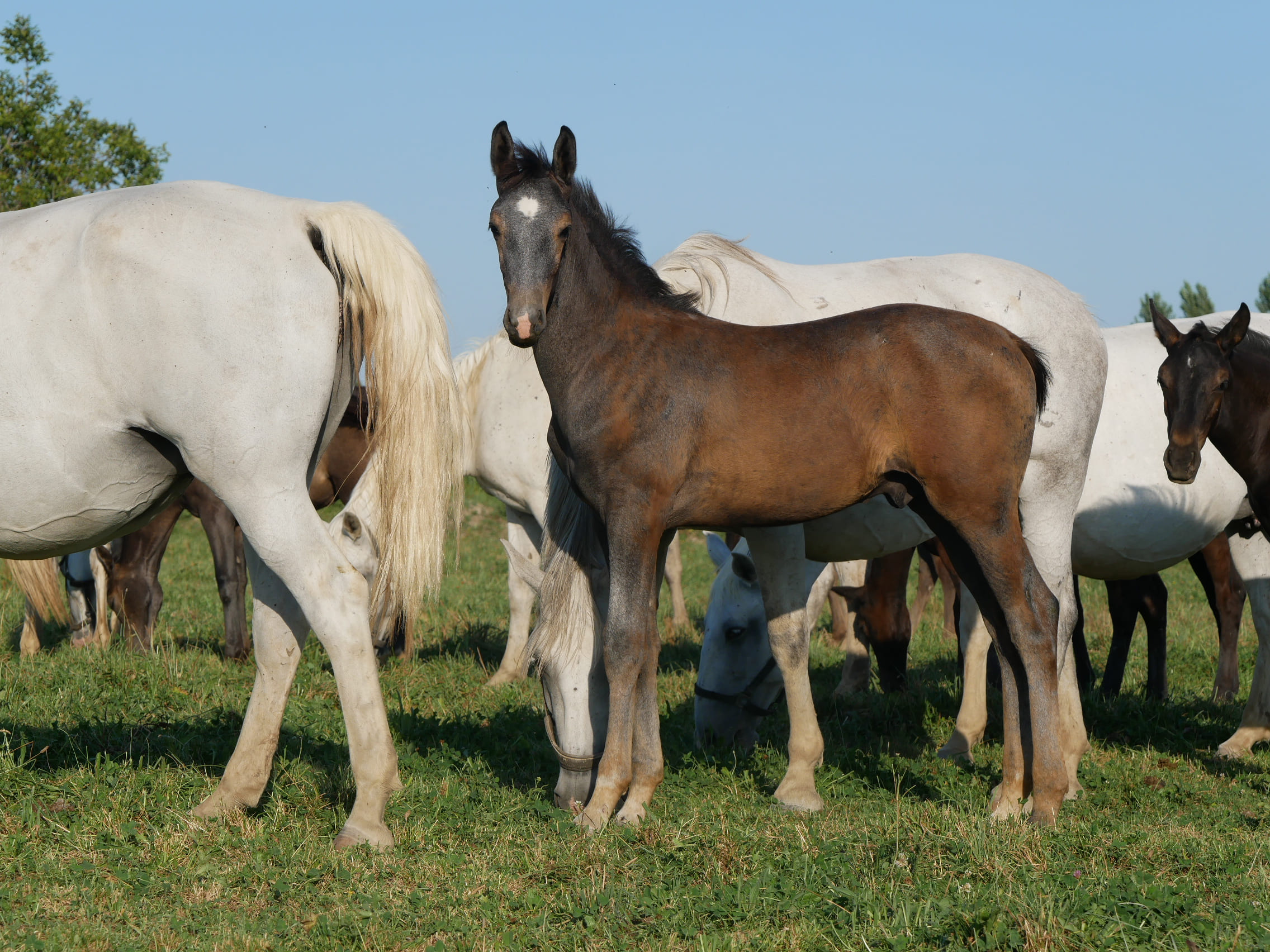 2023   Foals   Silver Stone   10