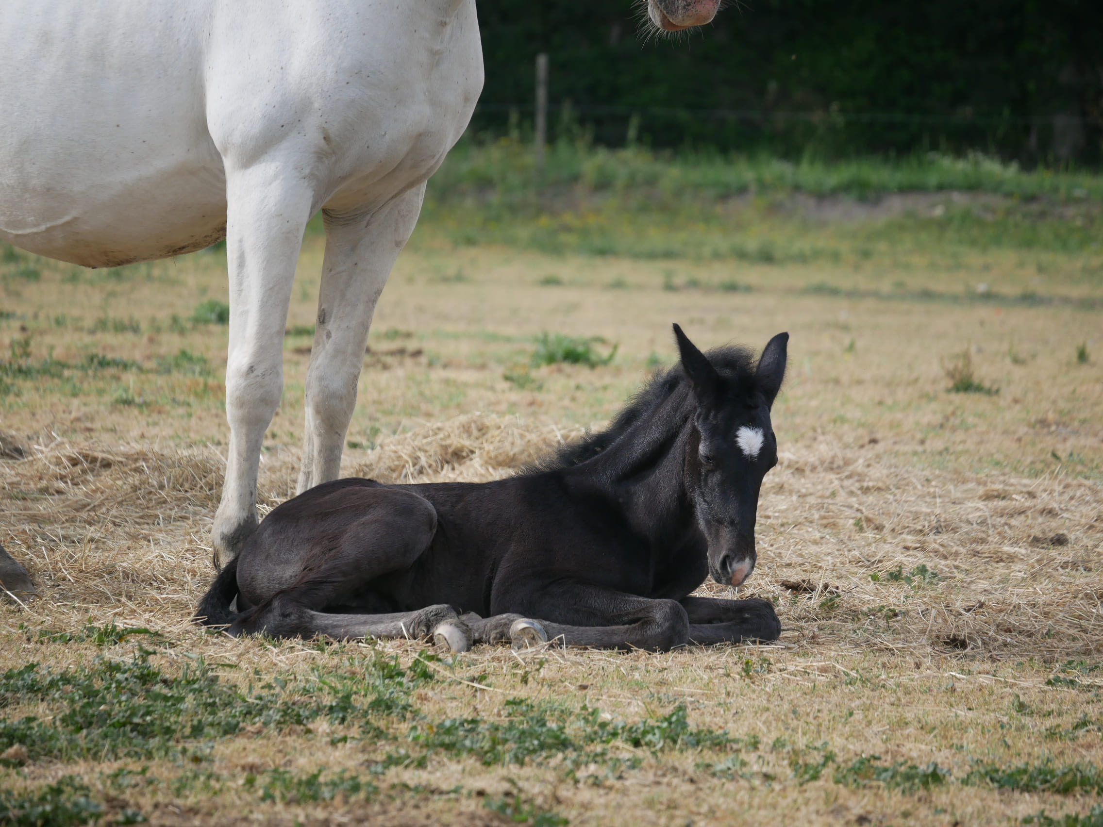 2023   Foals   Silver Stone   5