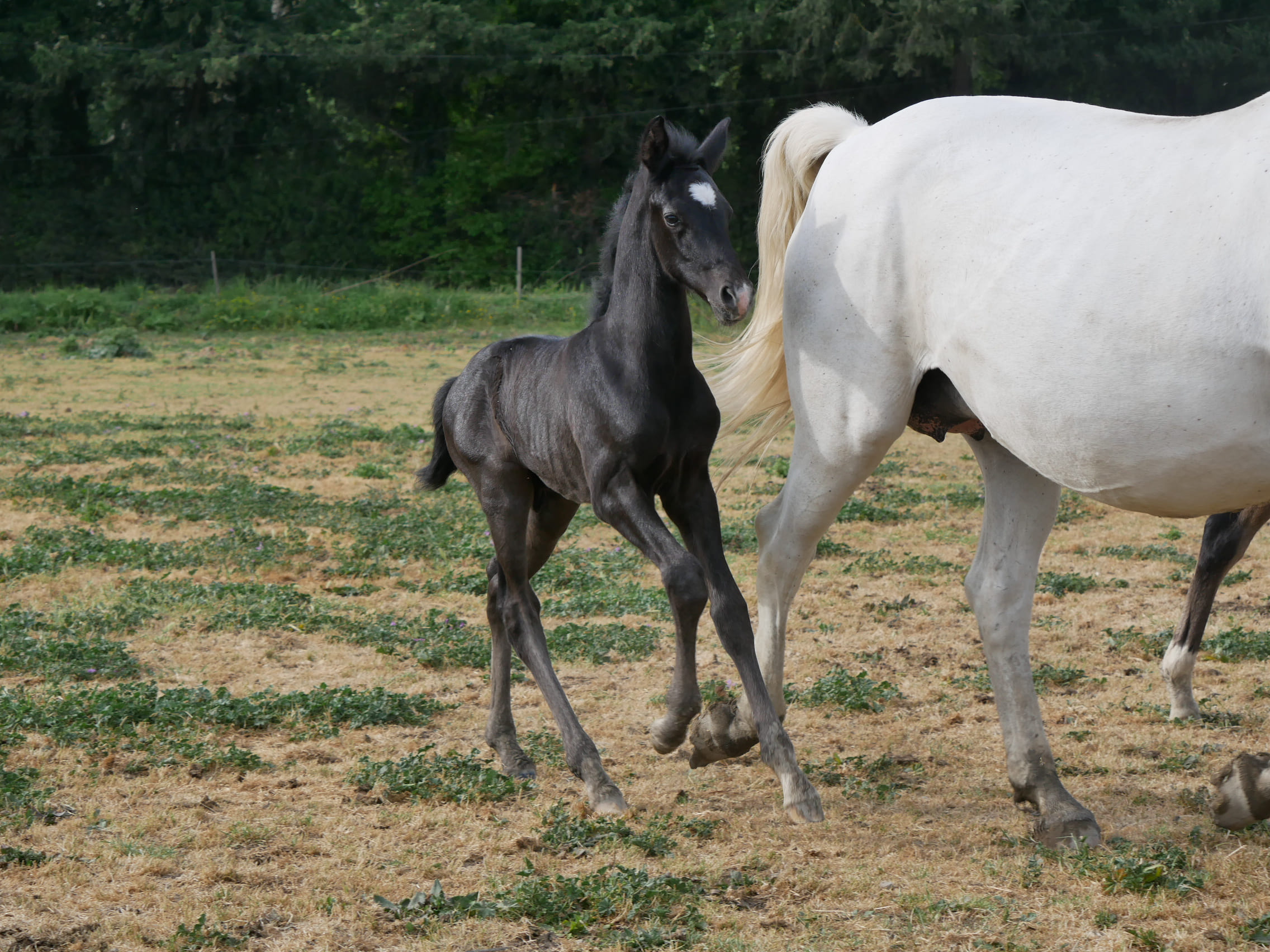 2023   Foals   Silver Stone   6