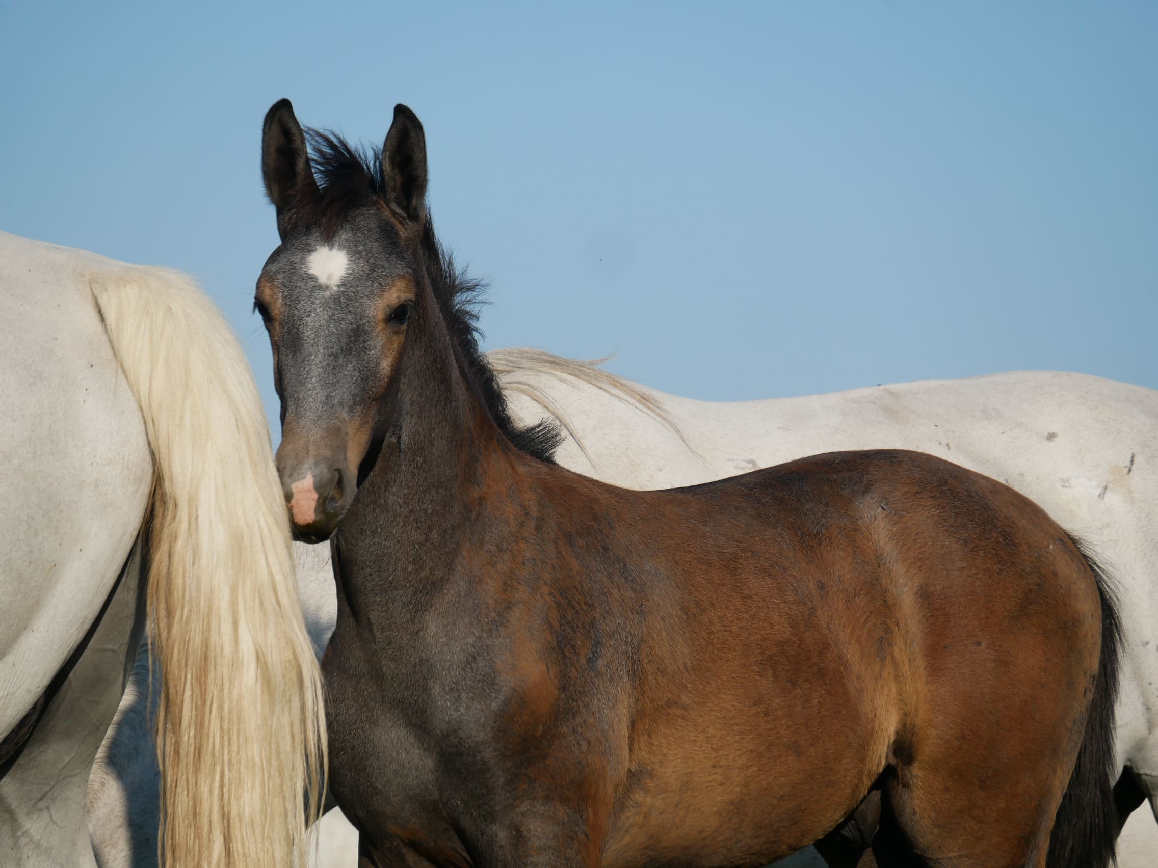 2023   Foals   Silver Stone   9