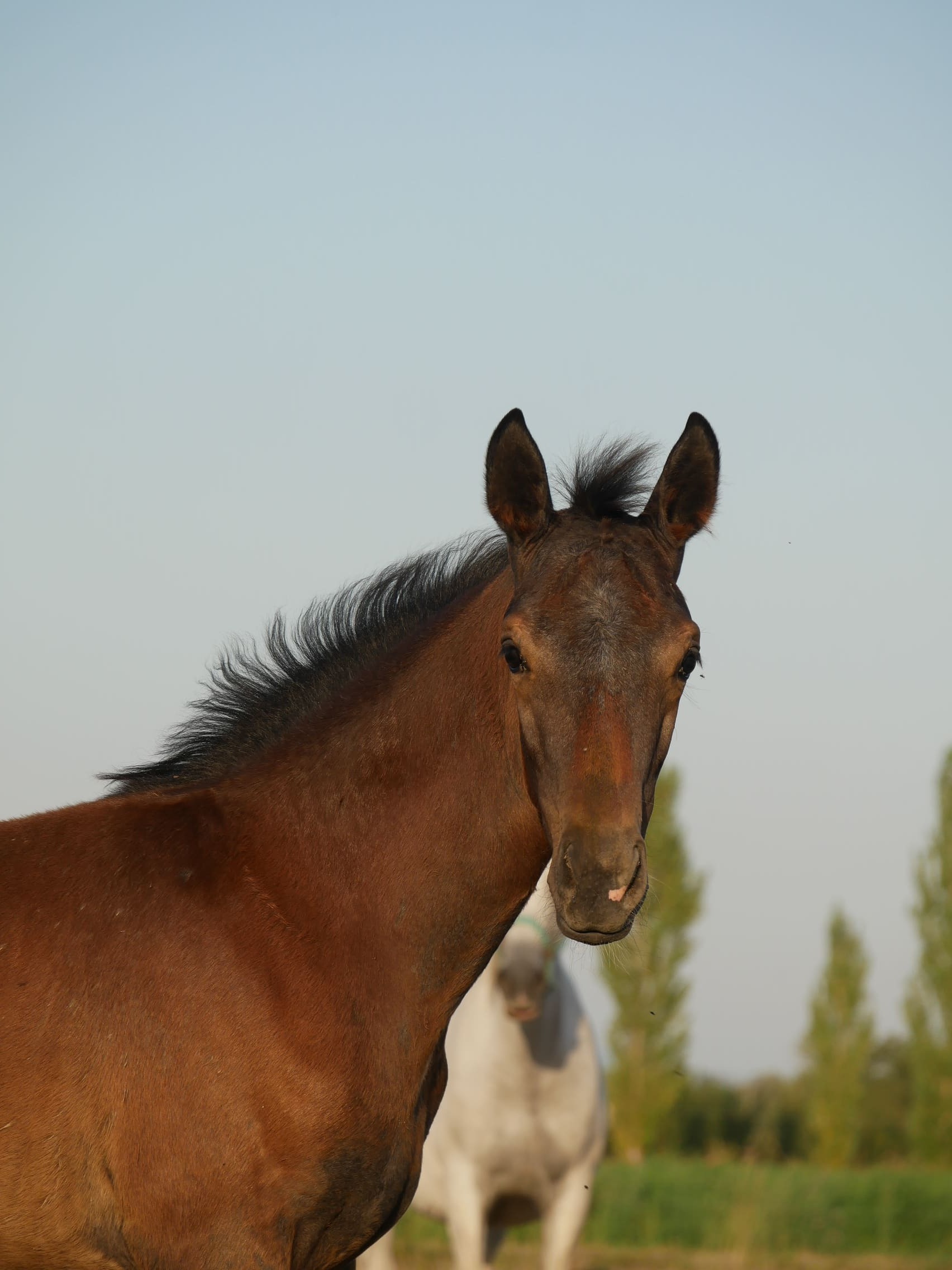 2024   Foals   Fantasia   1