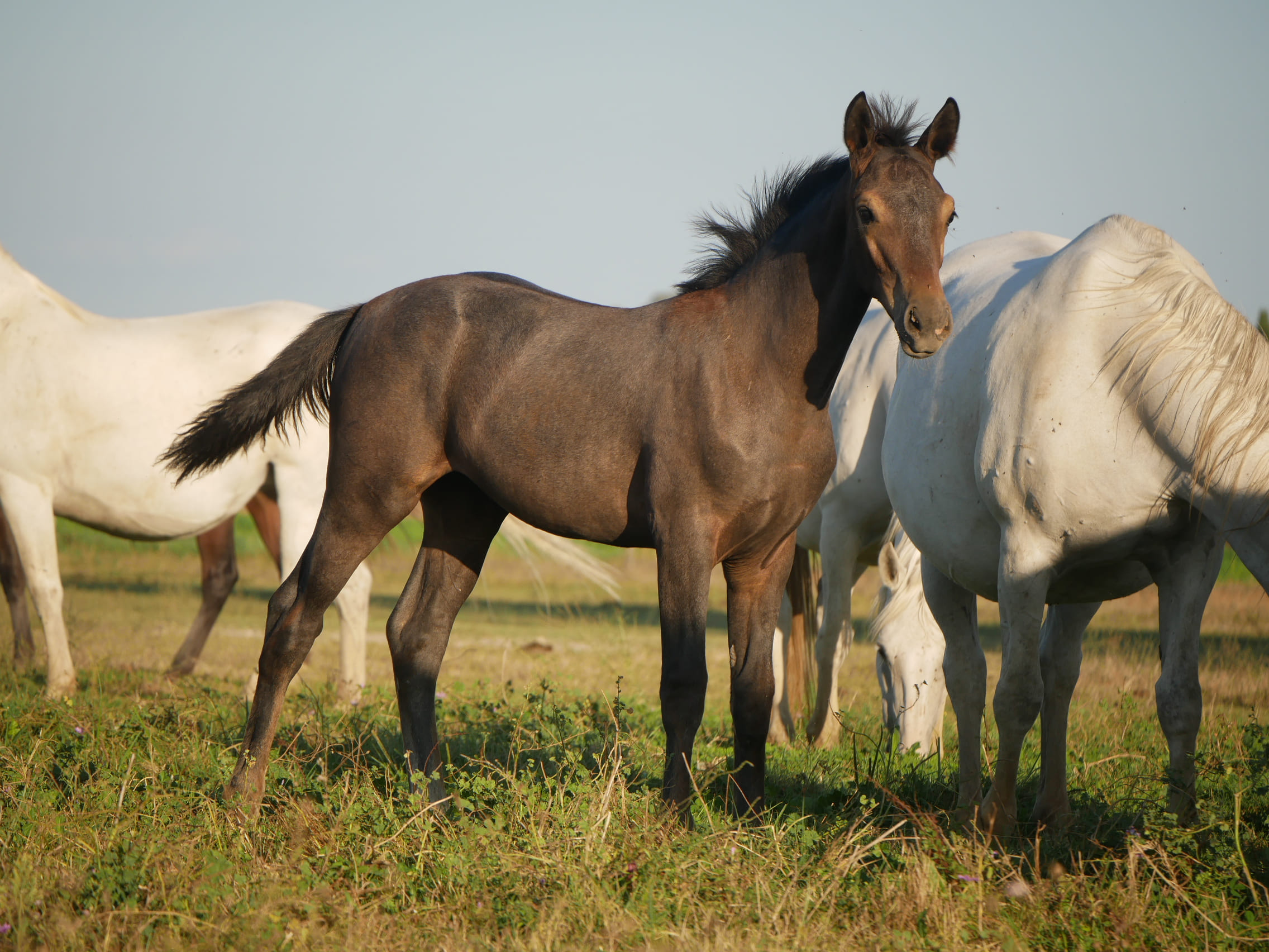 2024   Foals   Fantasia   2