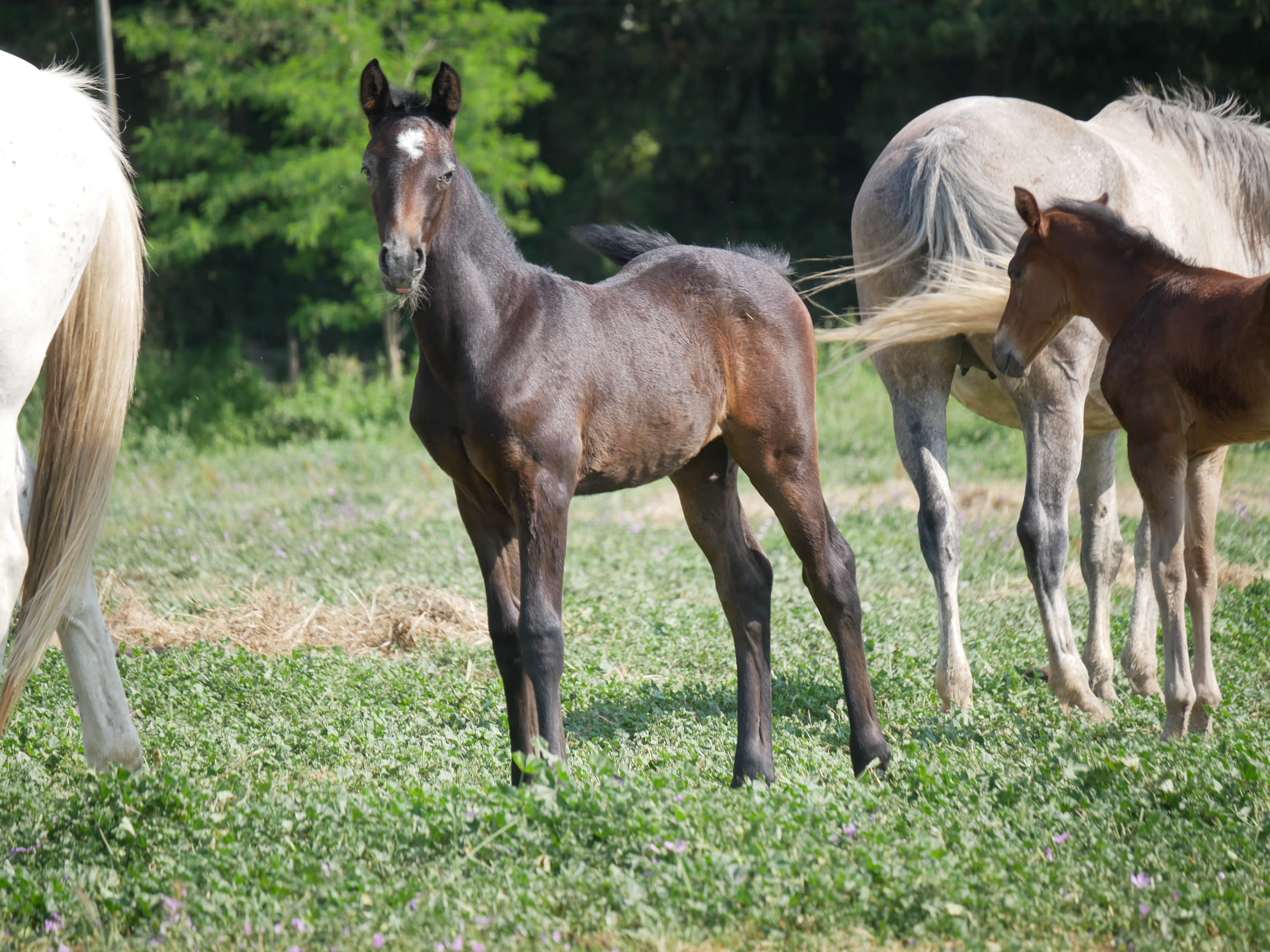 2024   Foals   Feerie   2