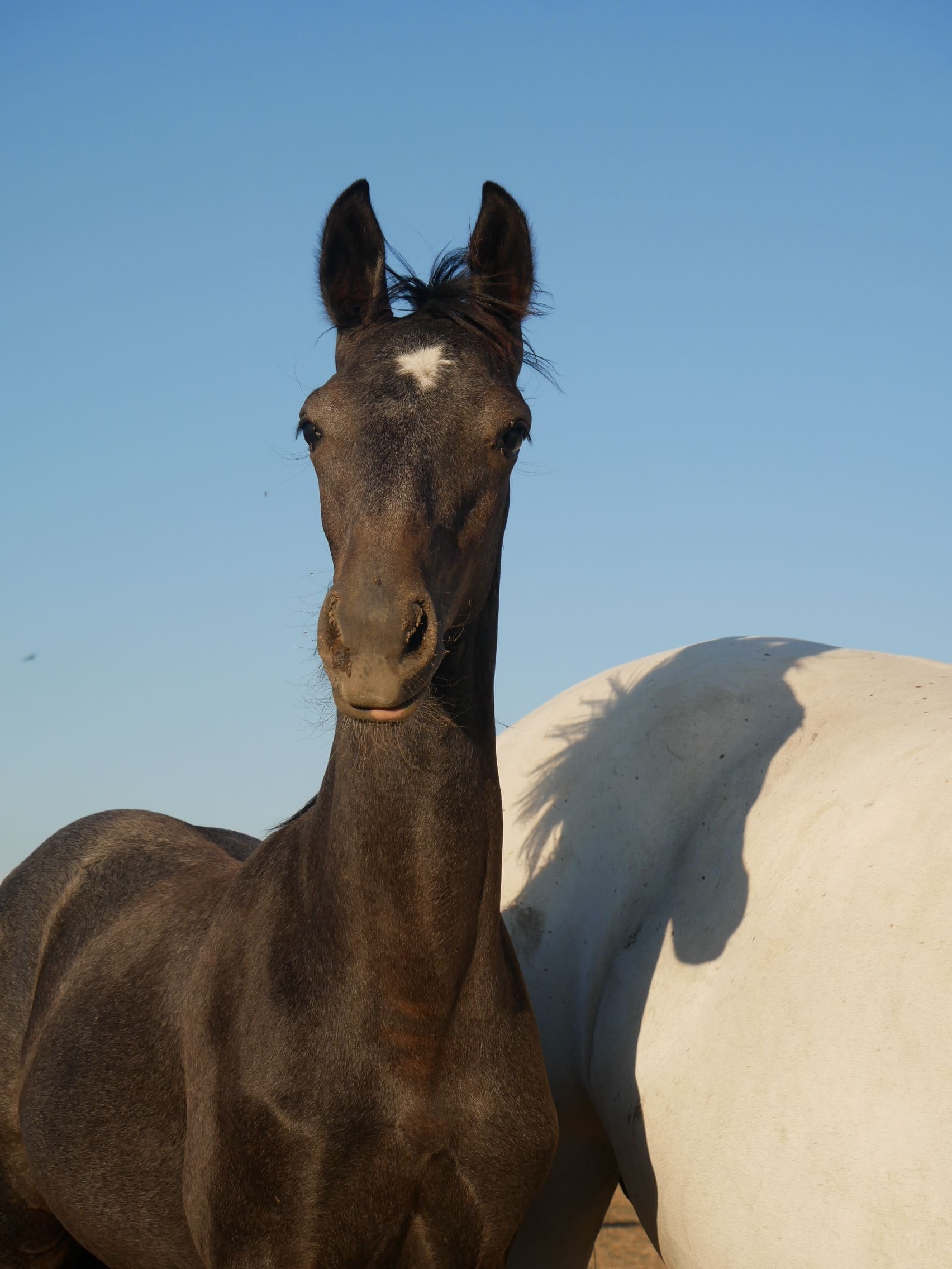2024   Foals   Feerie   4