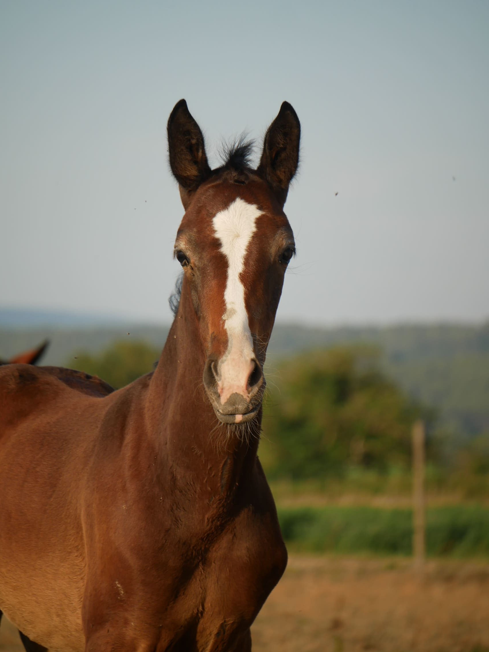 2024   Foals   Fidele   1