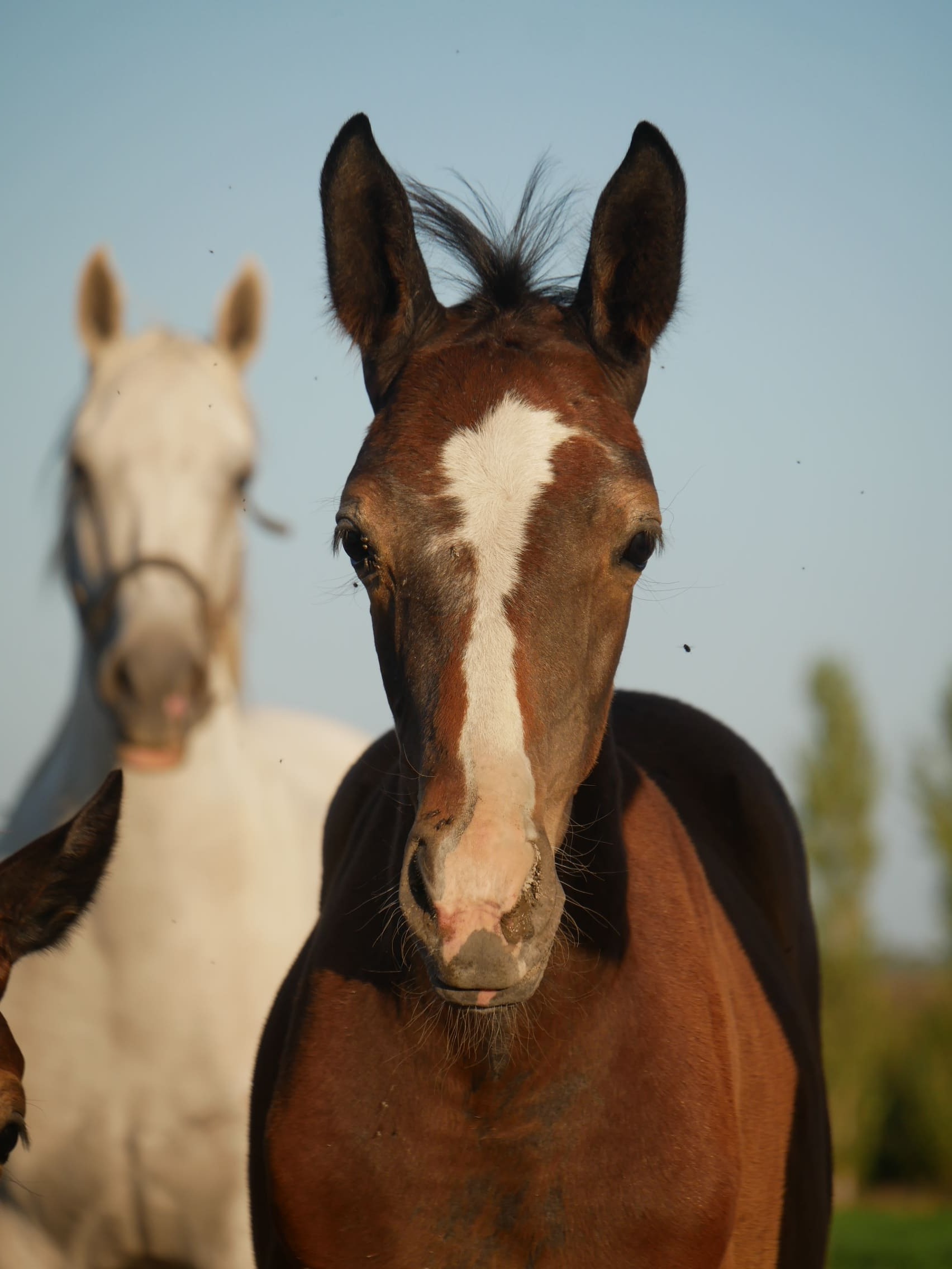 2024   Foals   Fidele   4