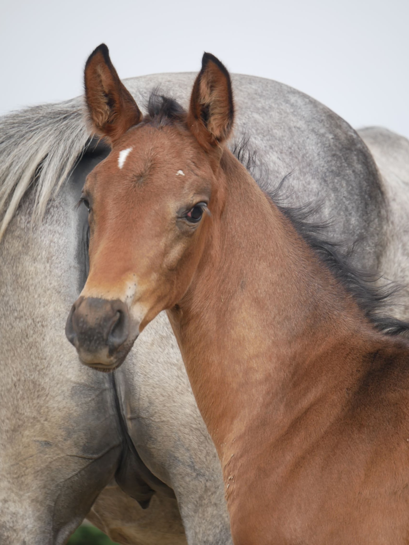 2024   Foals   Flirt   1