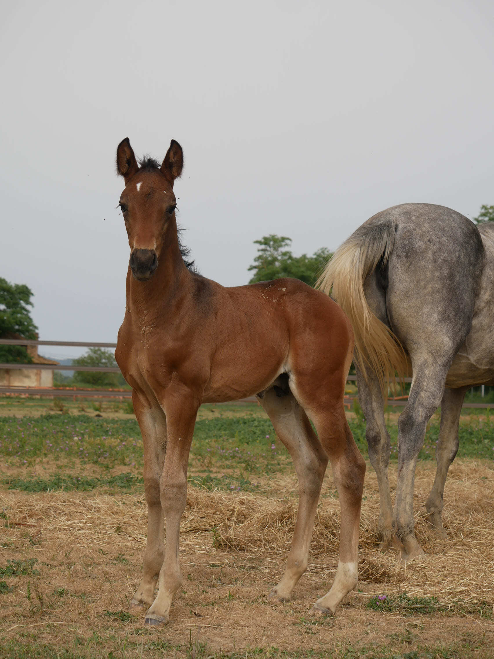 2024   Foals   Flirt   2