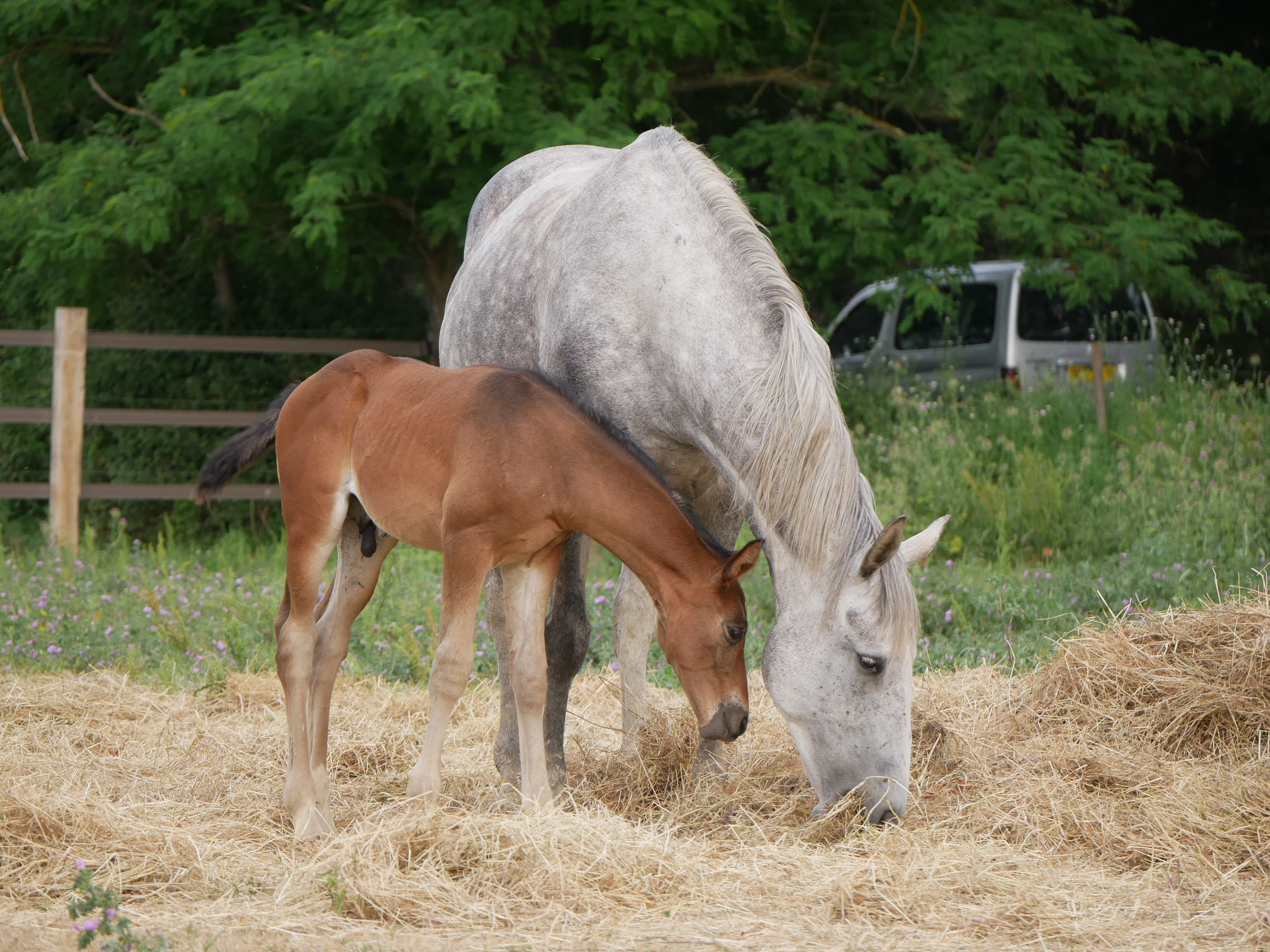 2024   Foals   Flirt   4