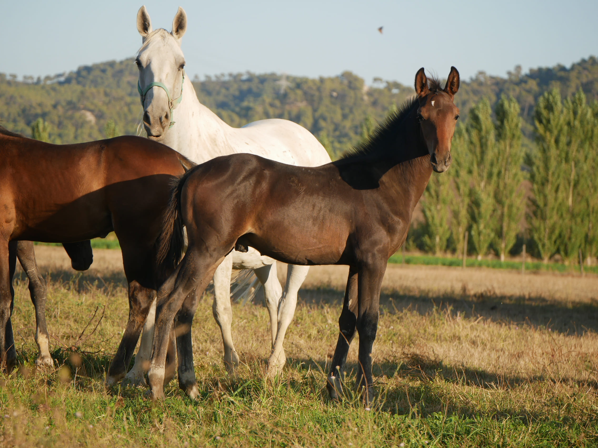 2024   Foals   Flirt   6