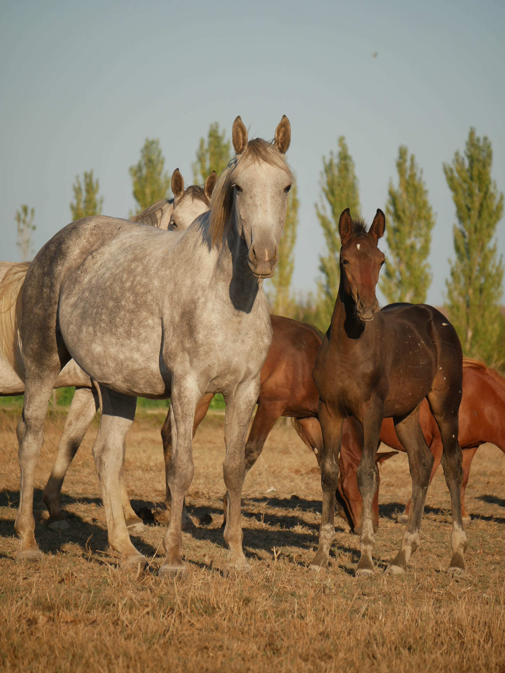 2024   Foals   Flirt   7