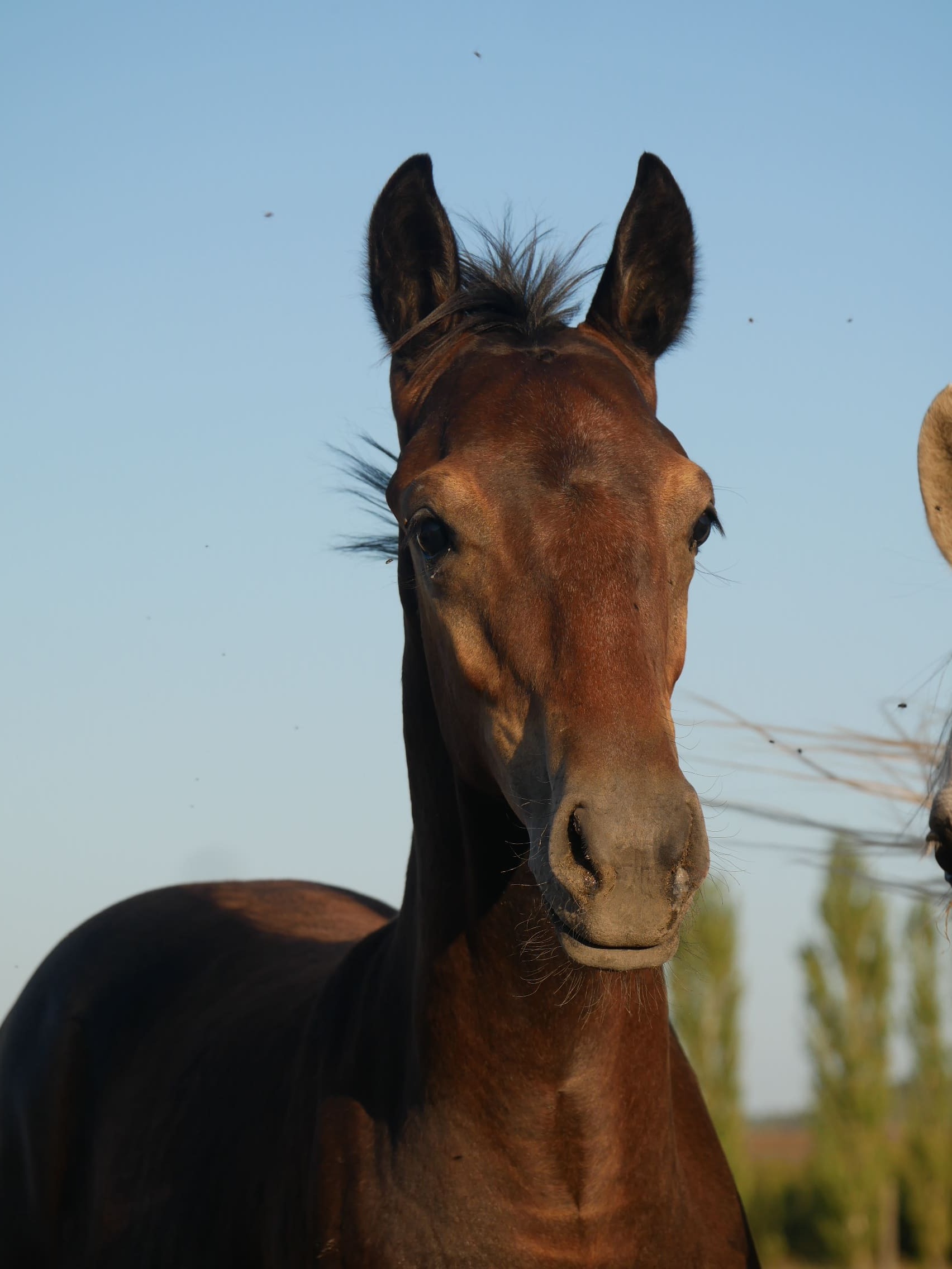 2024   Foals   For King   12