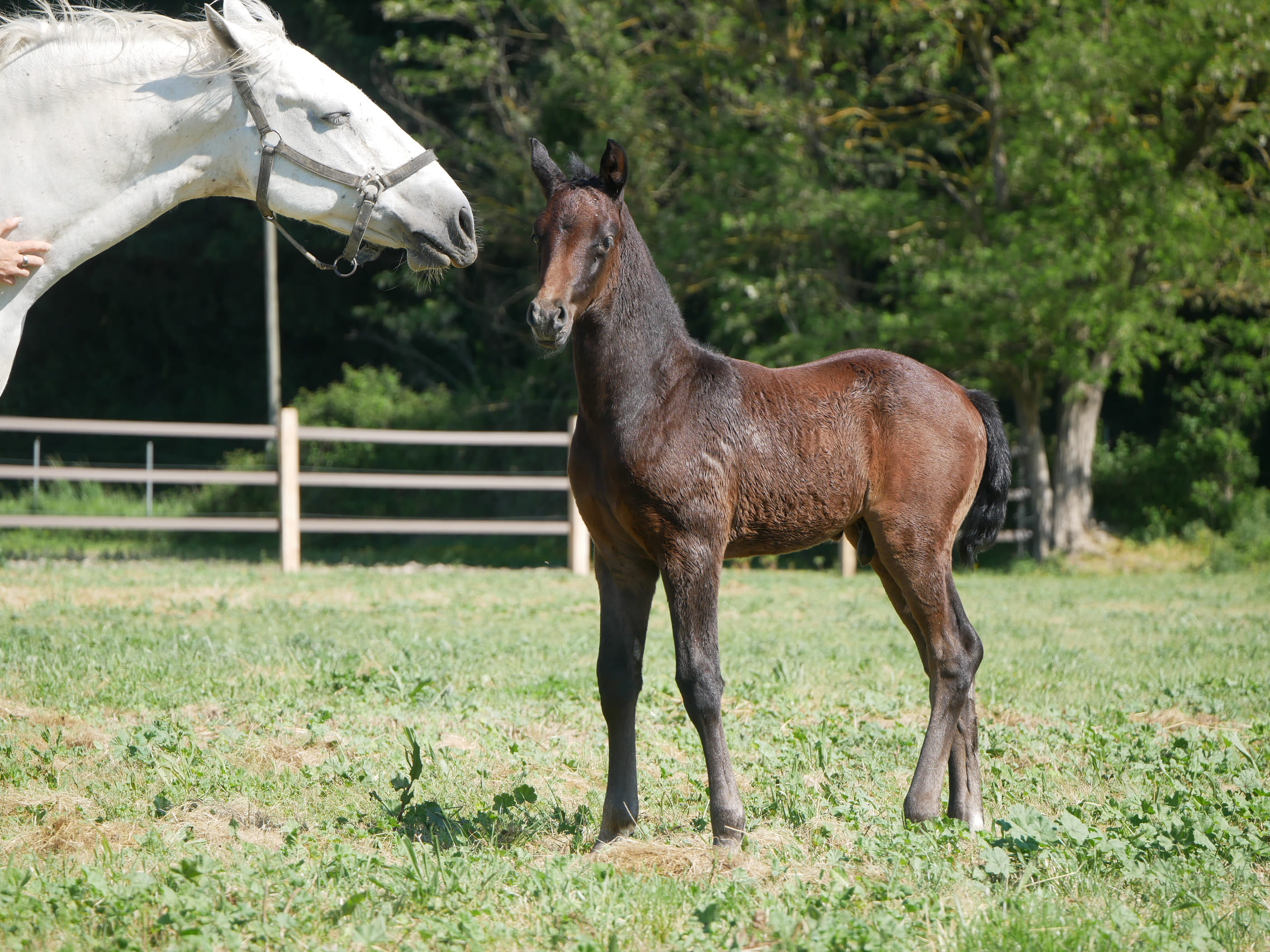 2024   Foals   For King   4