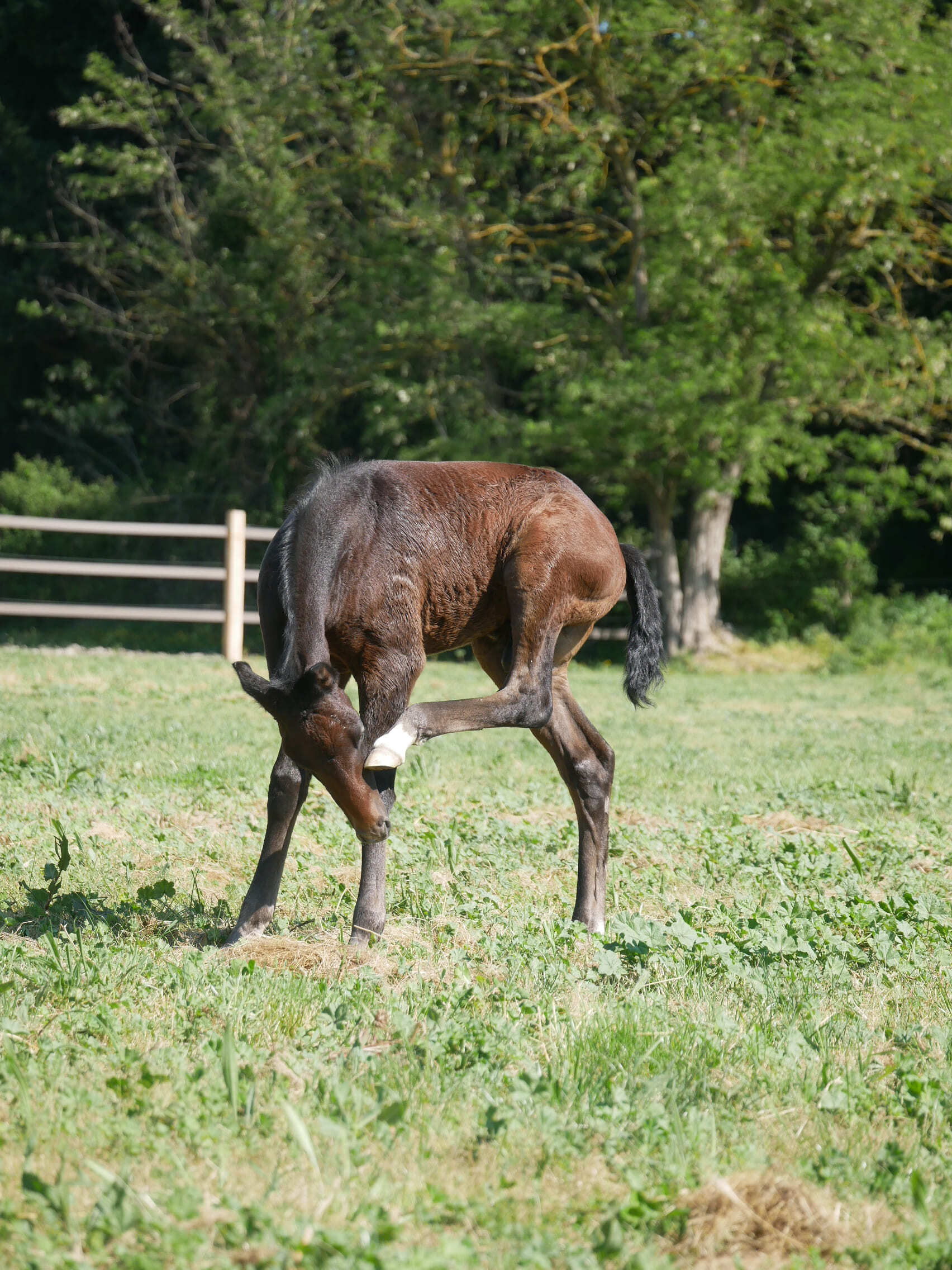 2024   Foals   For King   6