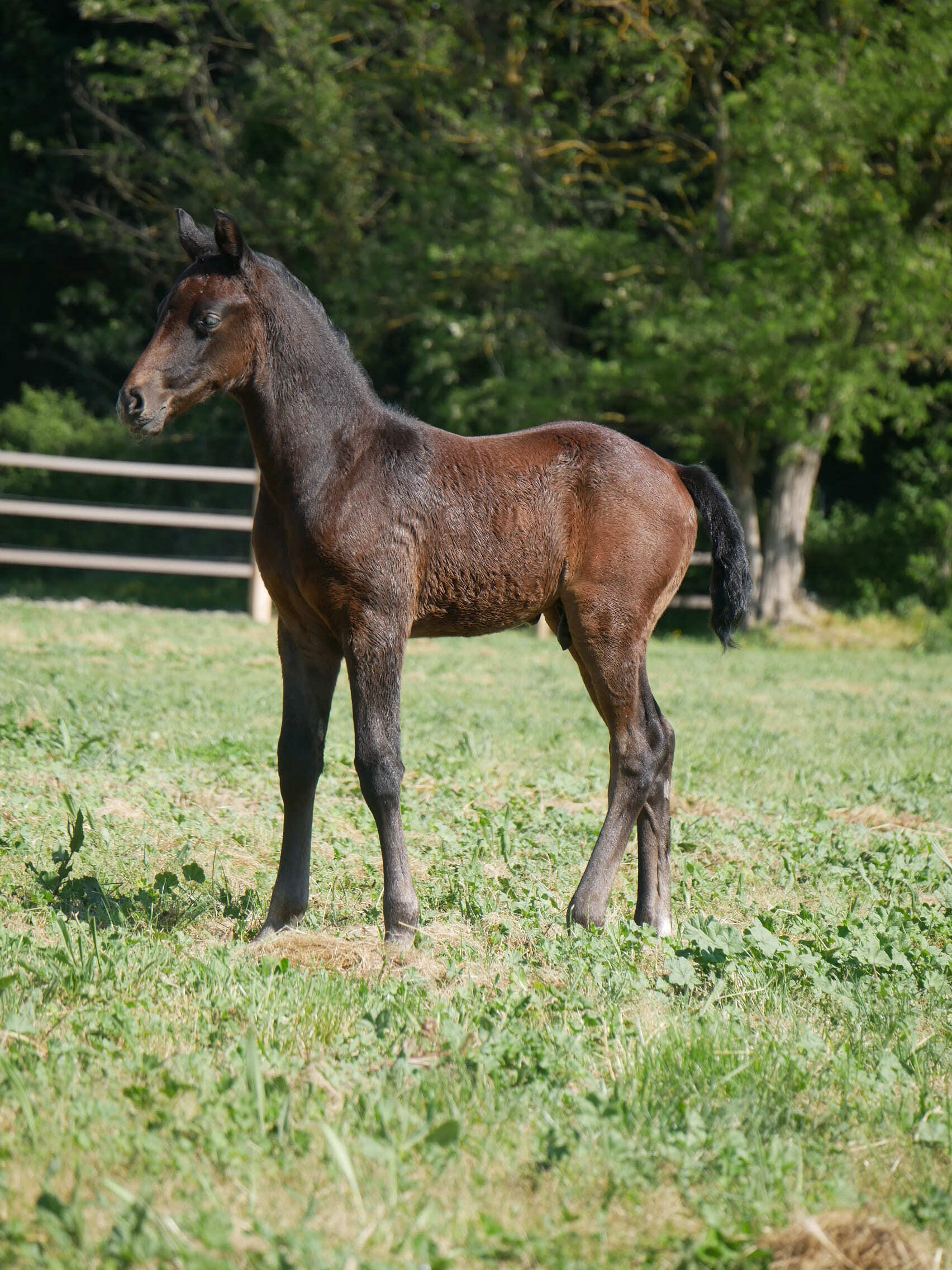 2024   Foals   For King   7