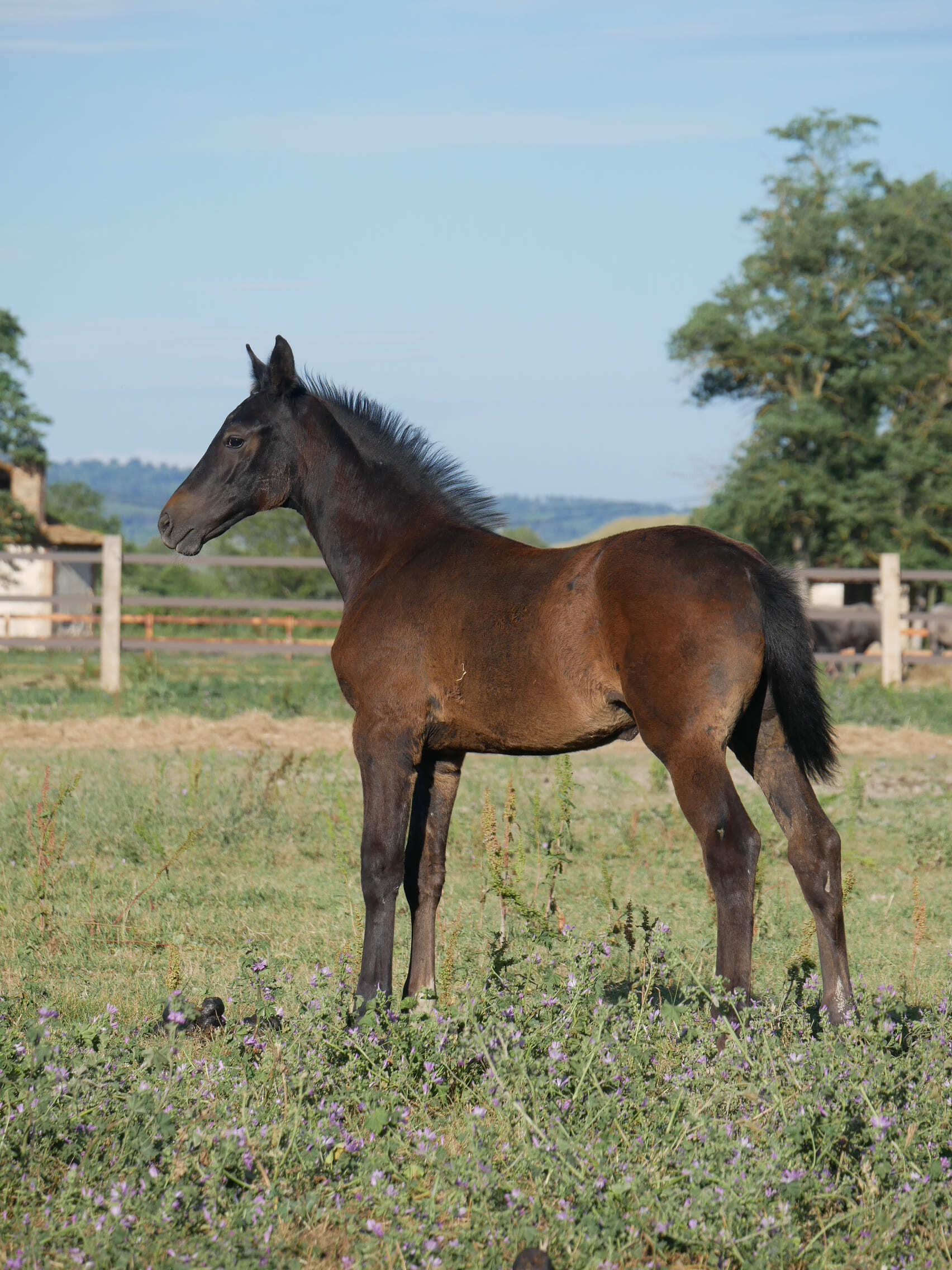 2024   Foals   Selene   2