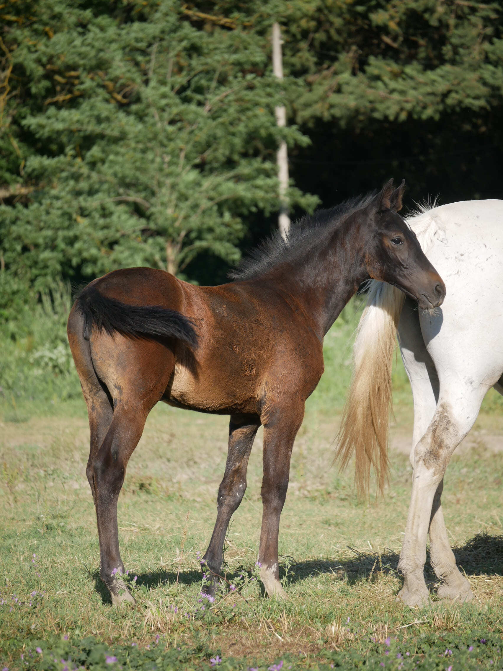2024   Foals   Selene   3