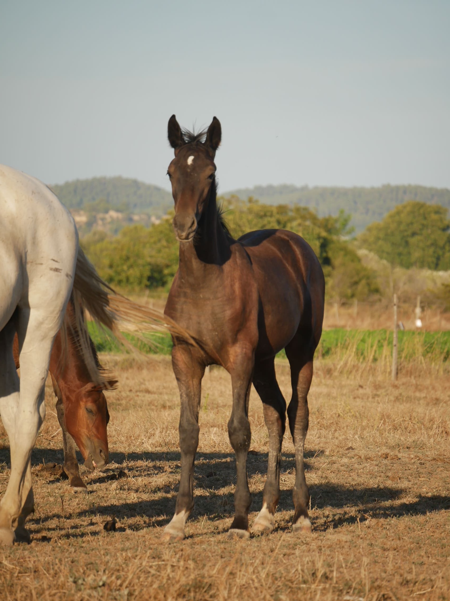 2024   Foals   Selene   9
