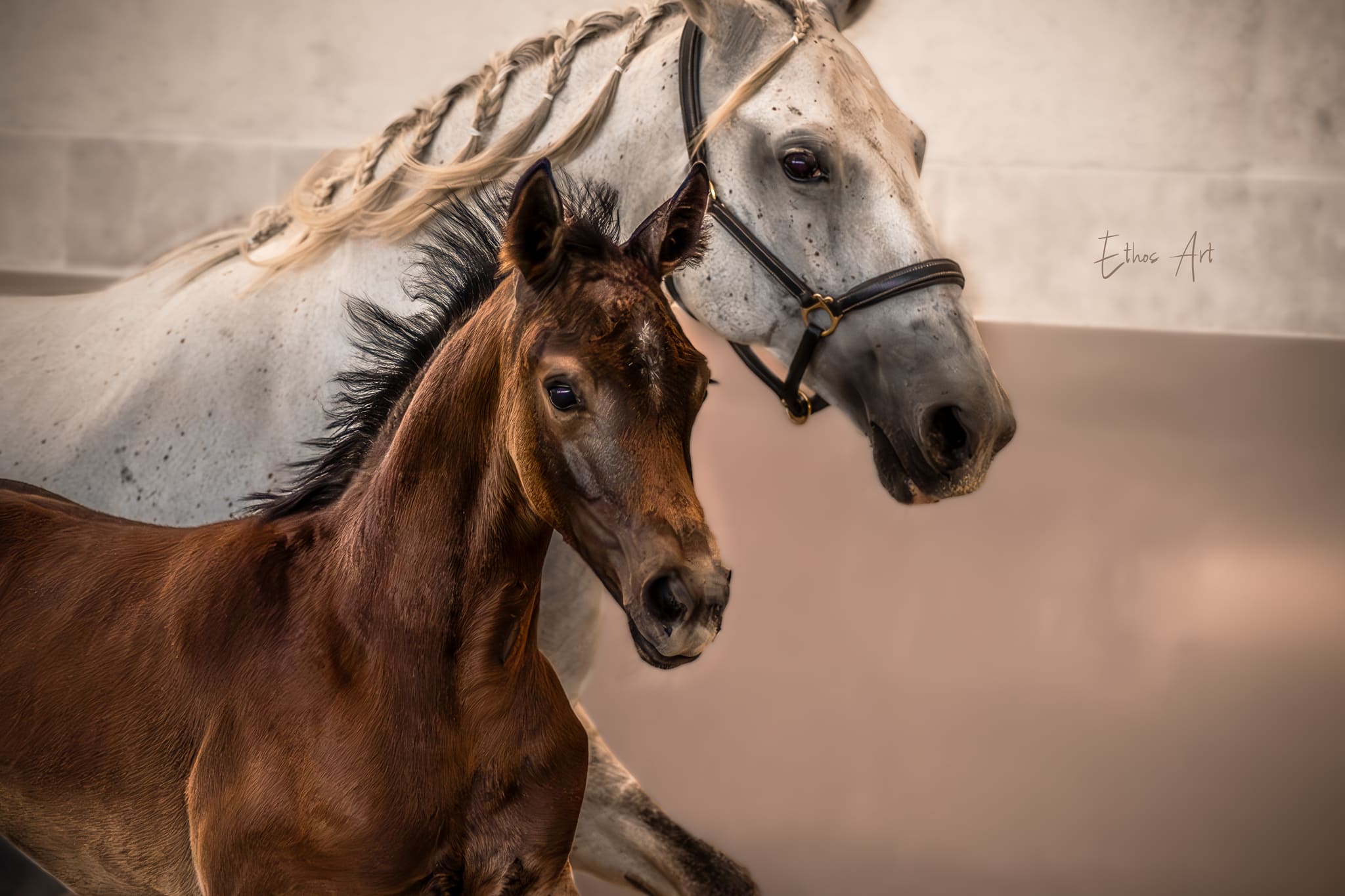 2024   France Dressage   Fantasia   1