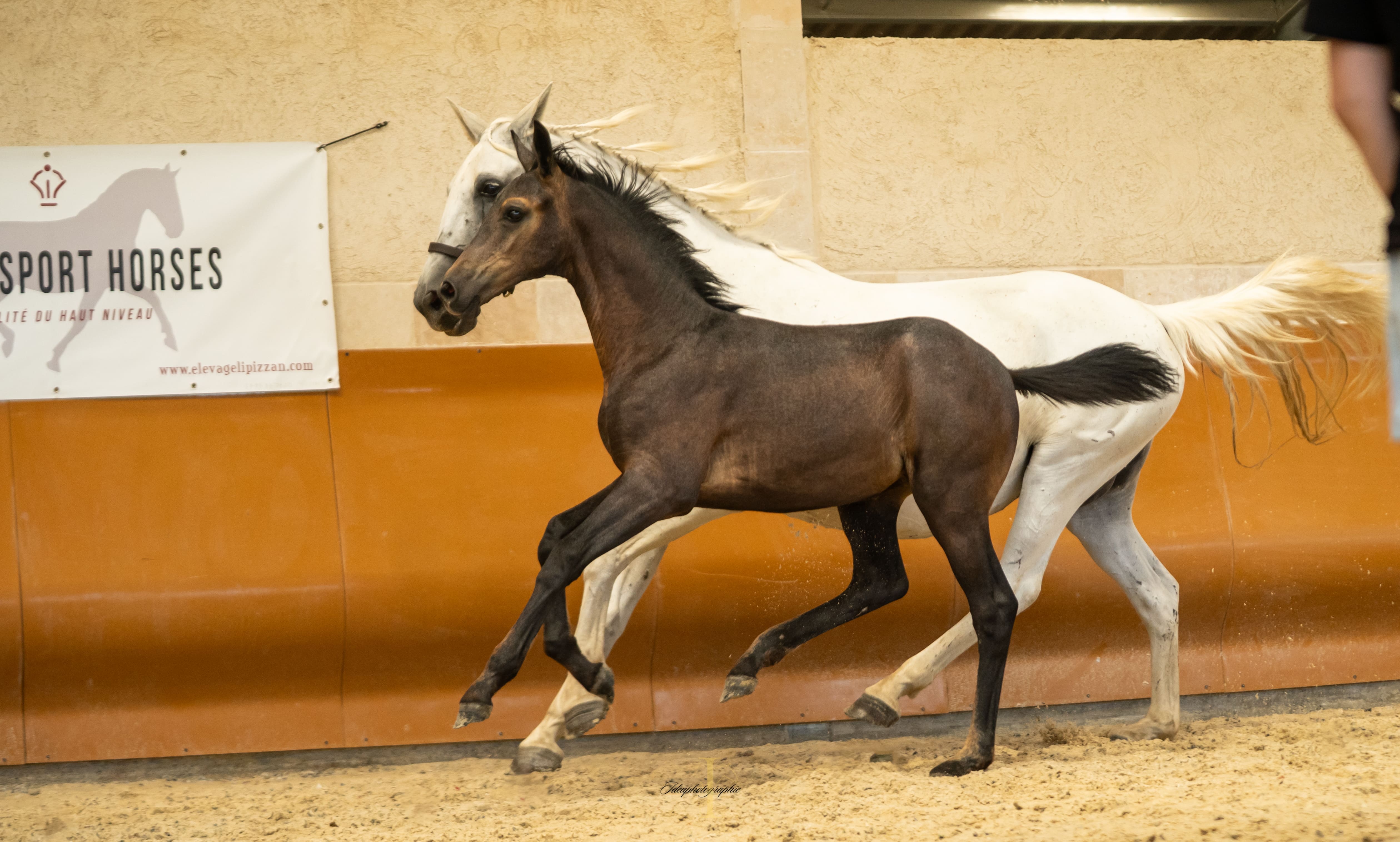 2025   Concours   France Dressage   For Amor   11
