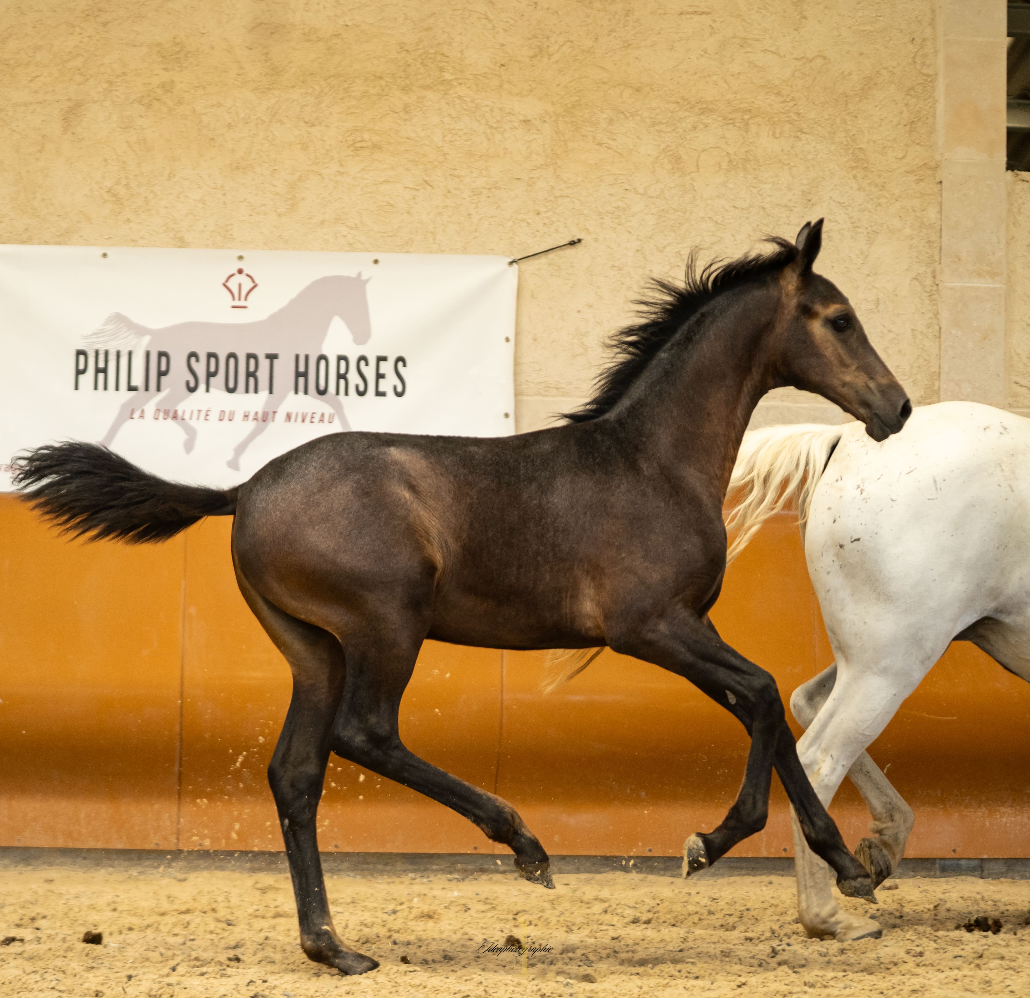 2025   Concours   France Dressage   For Amor   4 (1)