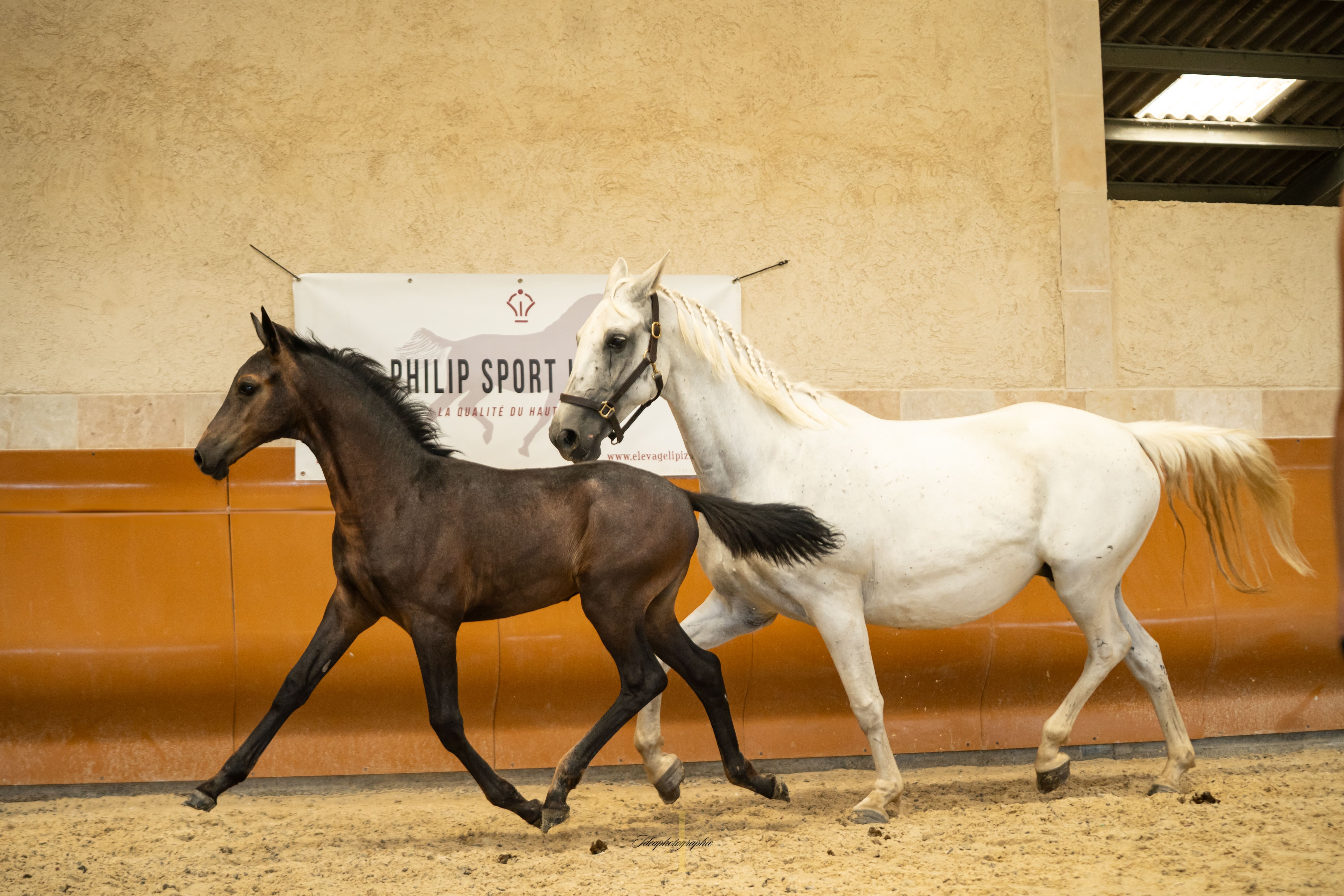 2025   Concours   France Dressage   For Amor   8 (1)