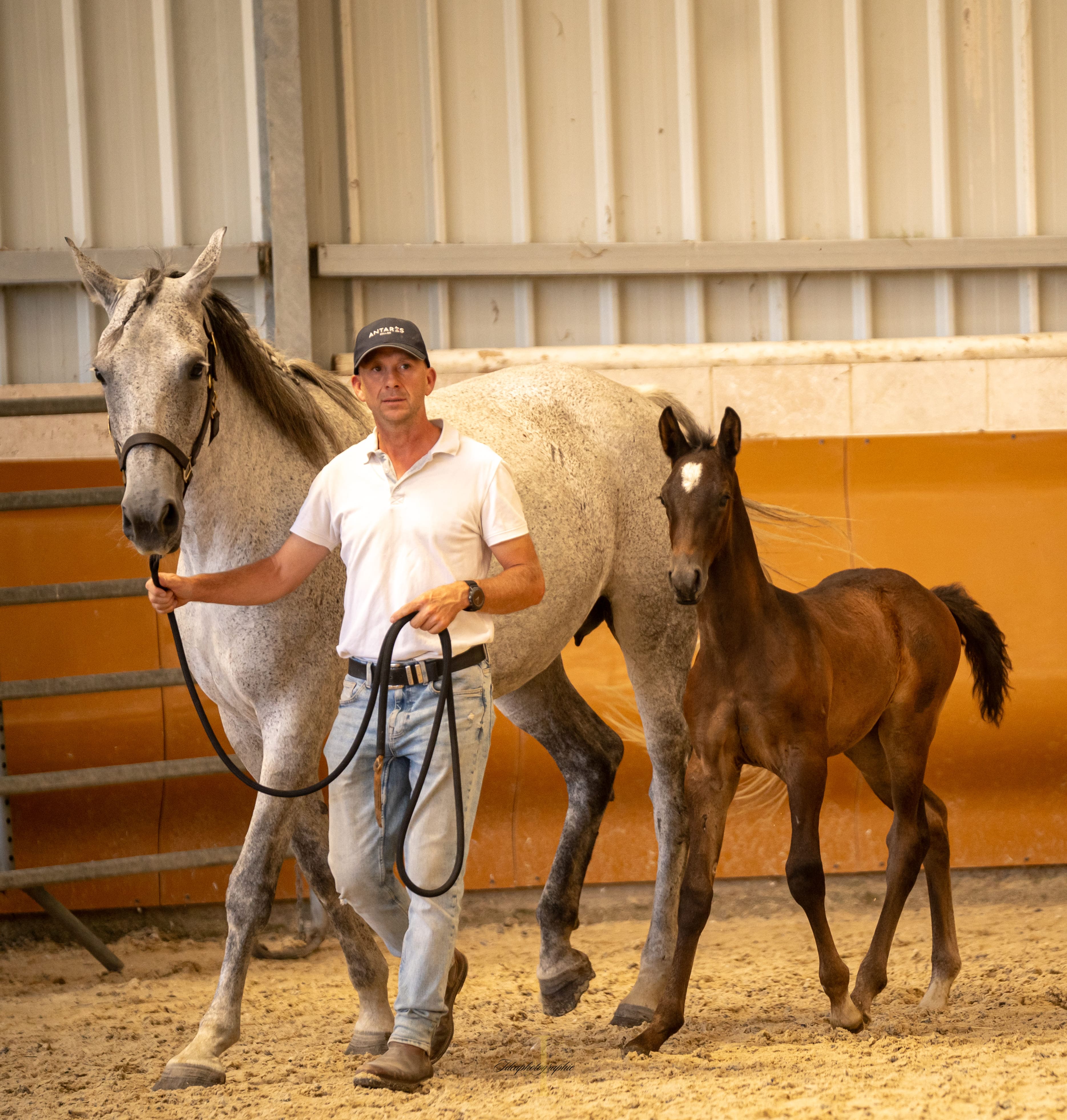 2025   Concours   France Dressage   Phoros   5