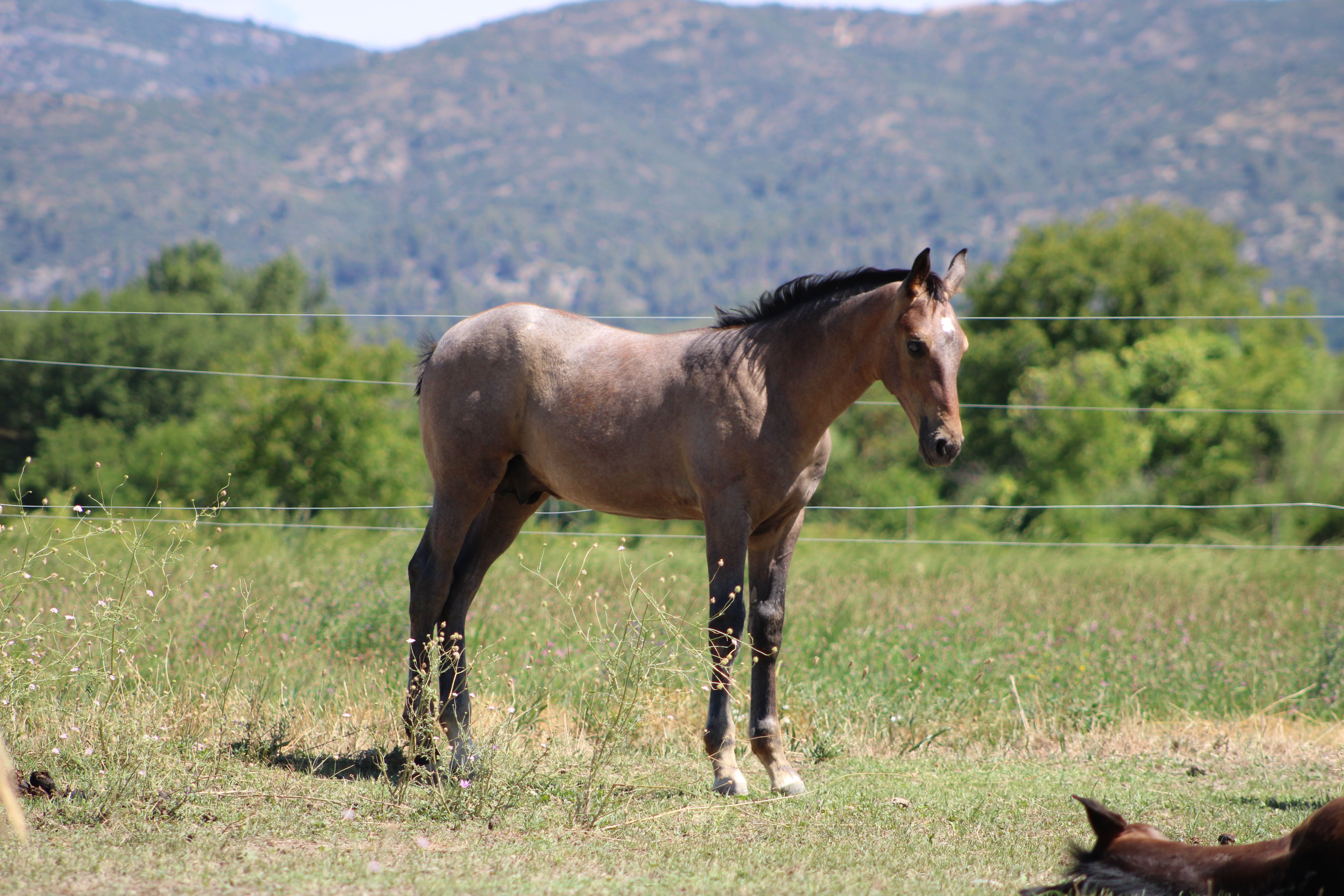 2025   Foals   Faust   12