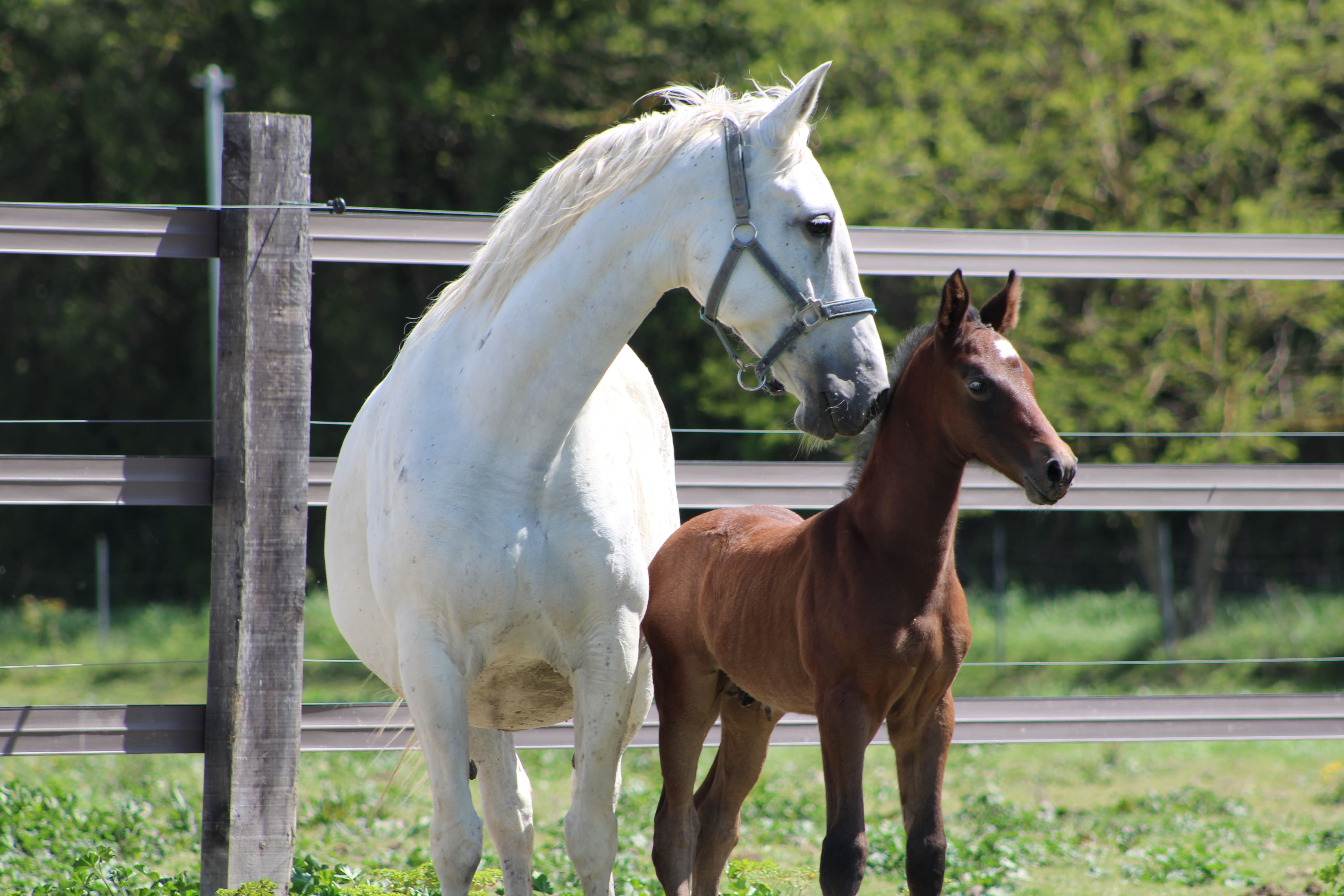 2025   Foals   Faust   5