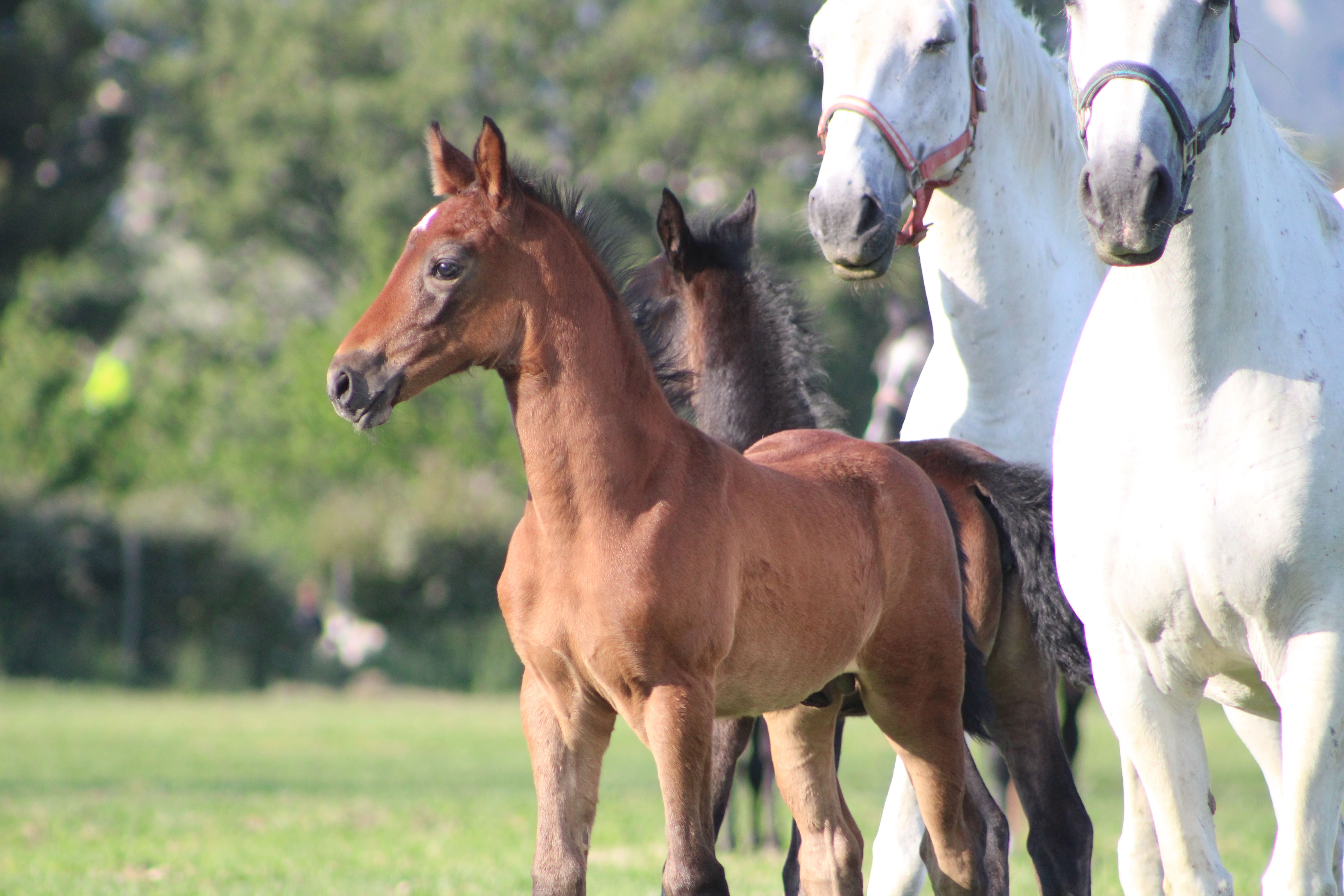 2025   Foals   Faust   6