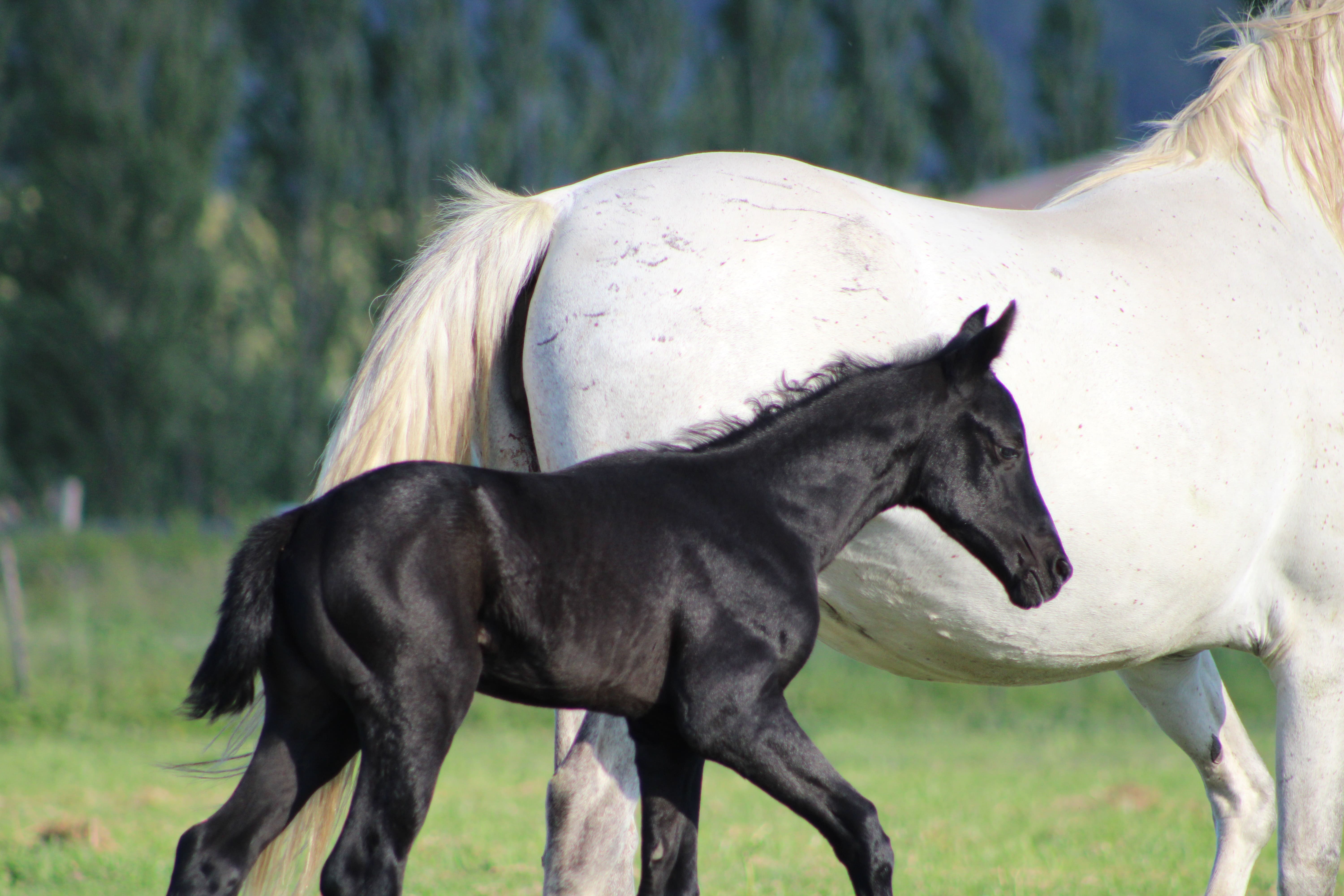 2025   Foals   Flow   2