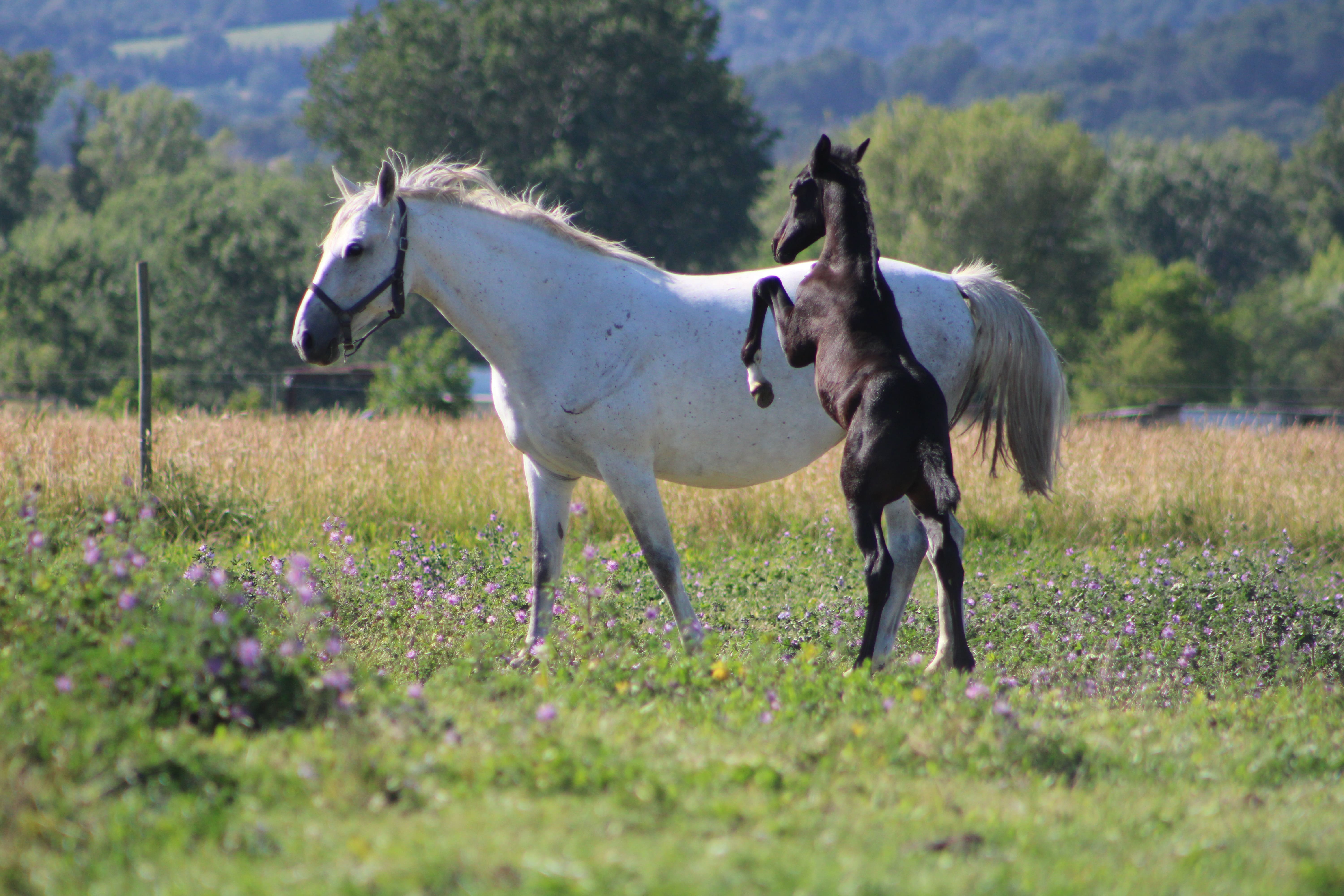 2025   Foals   Flow   4 (1)