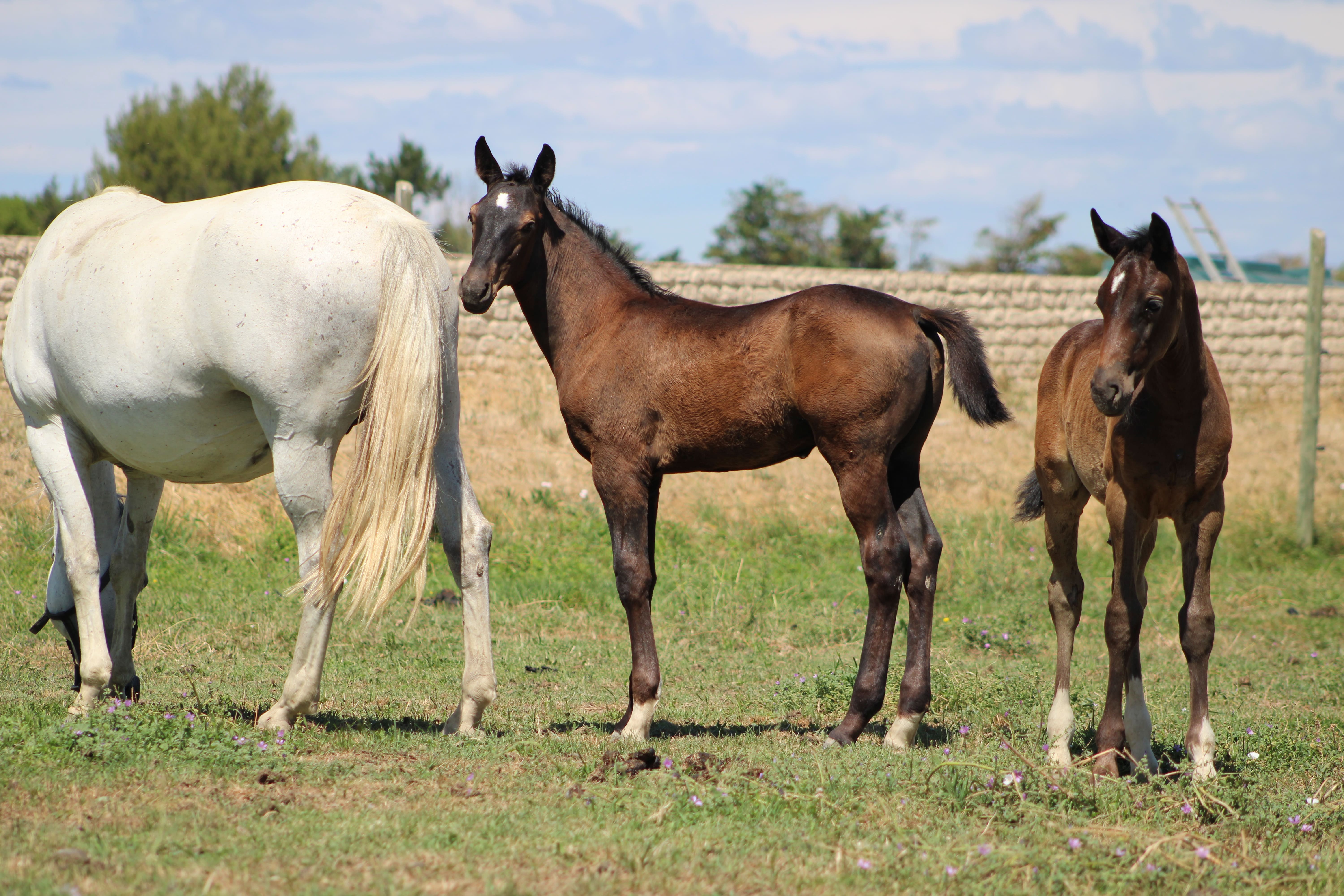 2025   Foals   Flow   7
