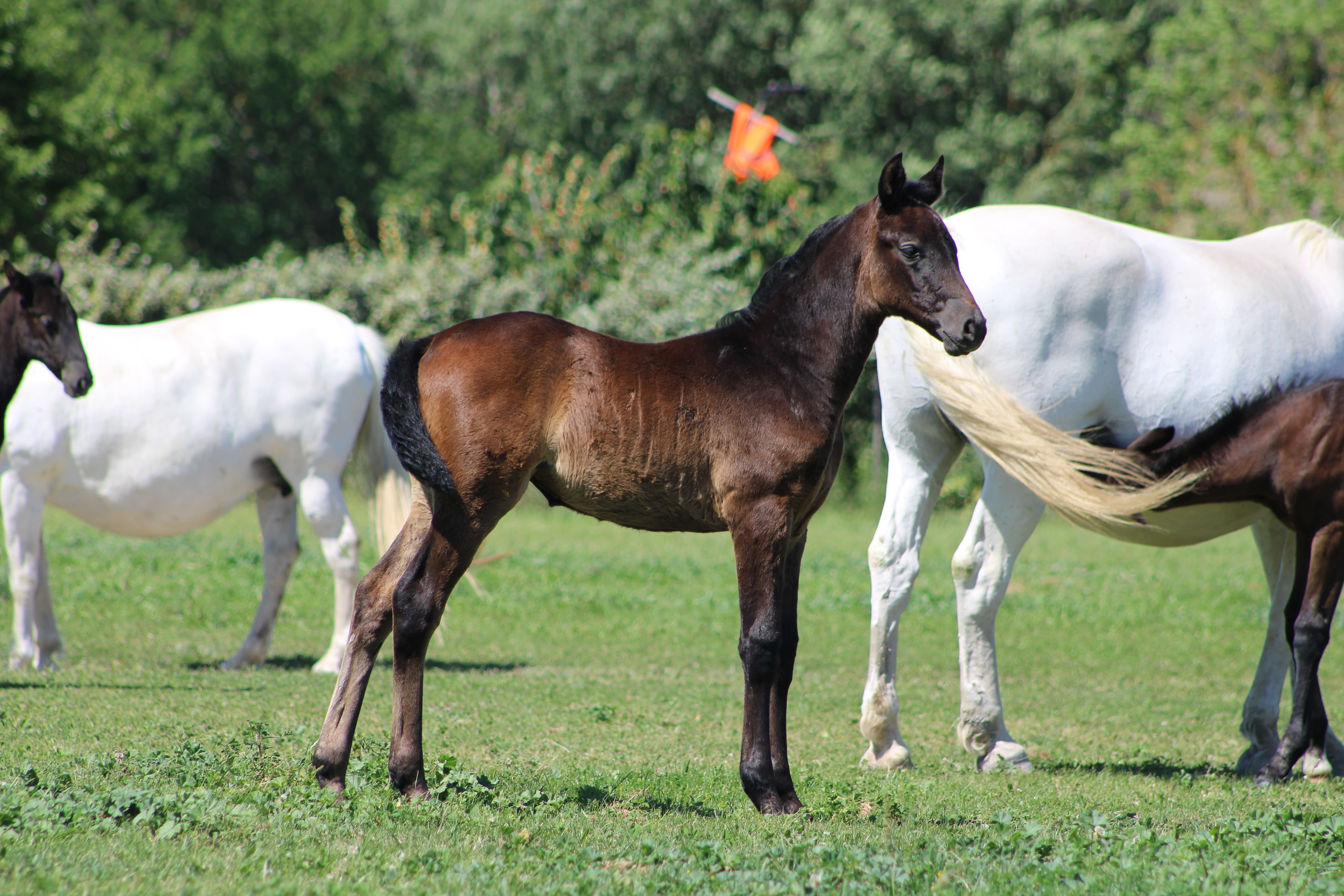 2025   Foals   For Amor   3