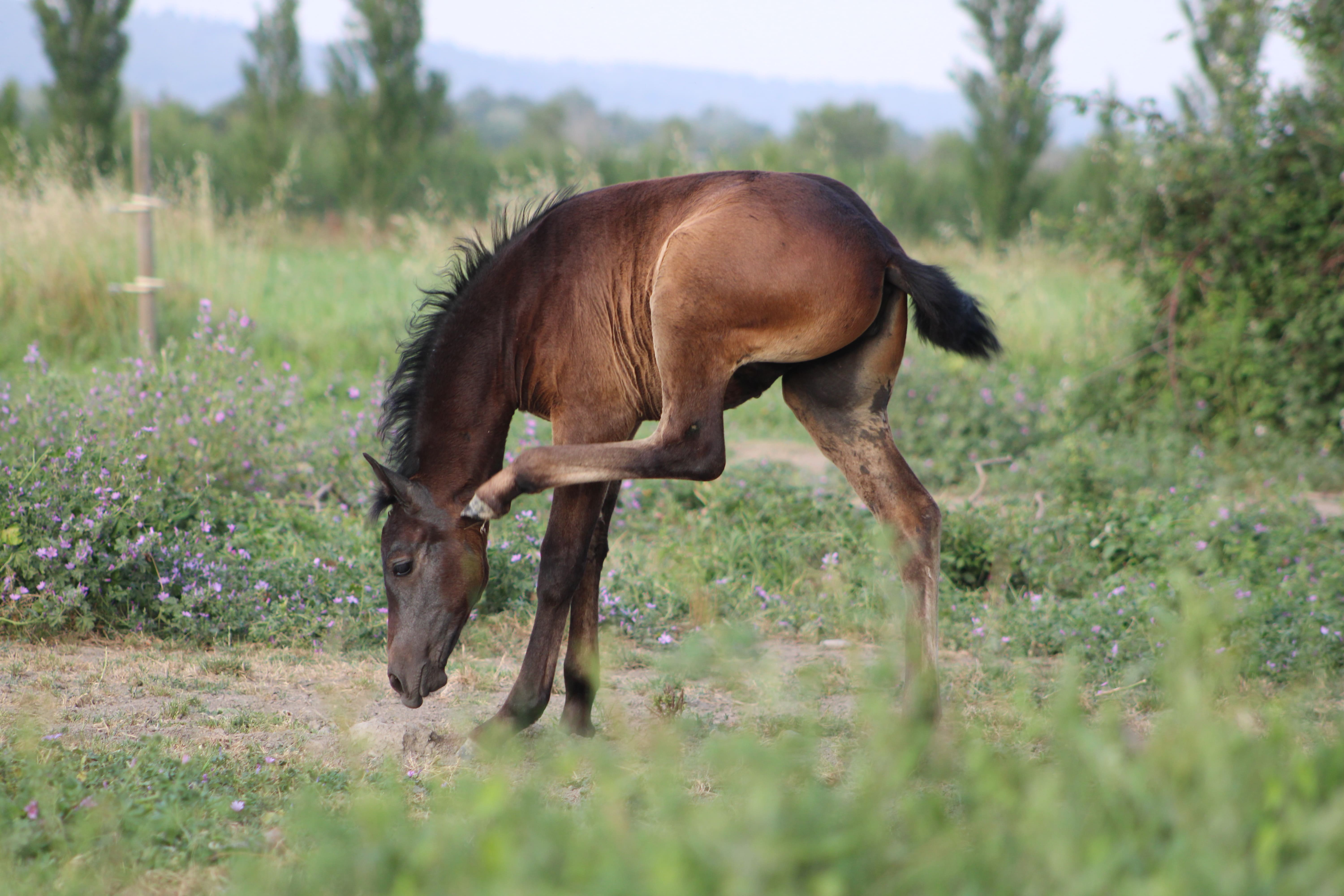 2025   Foals   For Amor   5