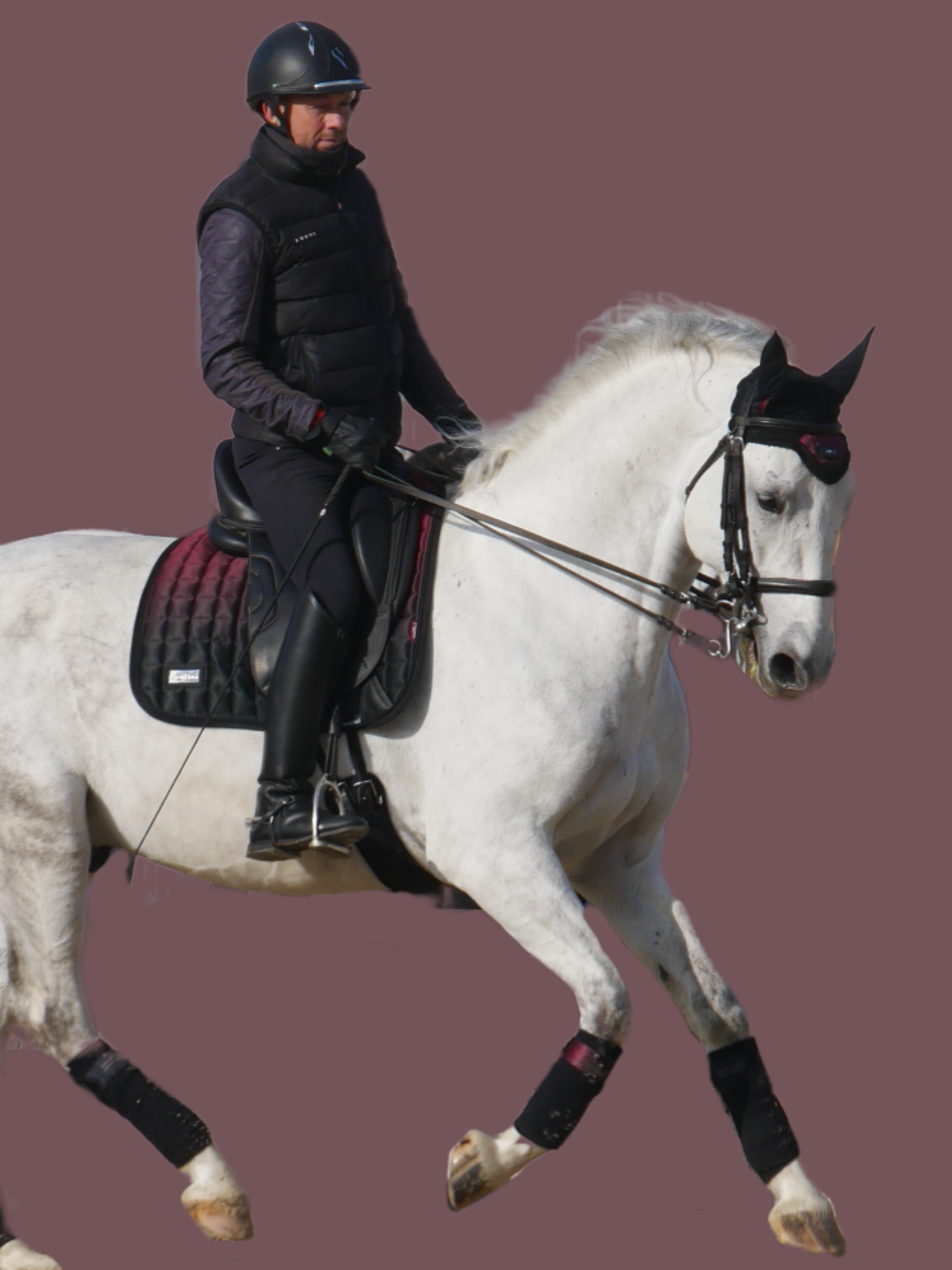 LIPIZZAN