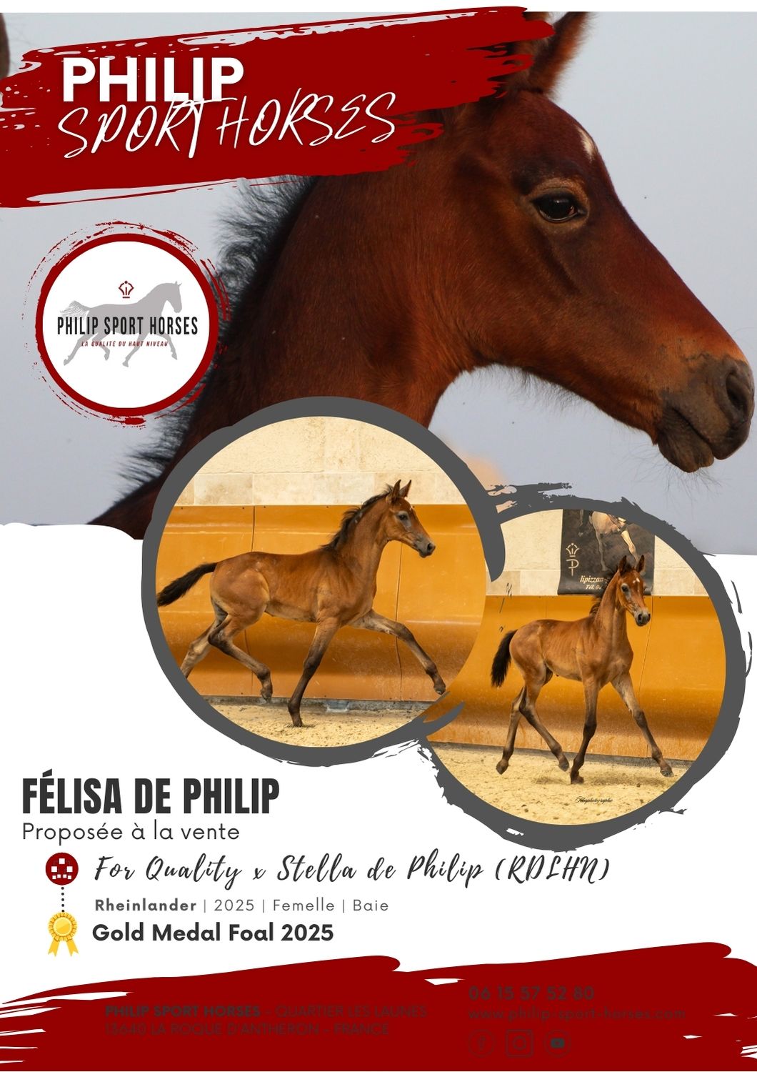 Gold Medal Foals 2025 / Félisa De Philip