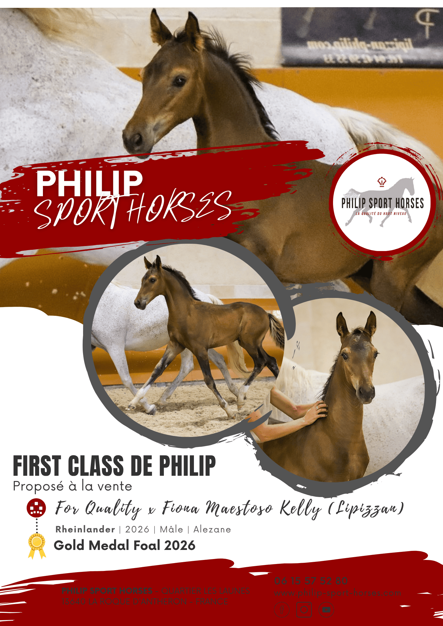 Gold Medal Foals 2026 / First Class De Philip
