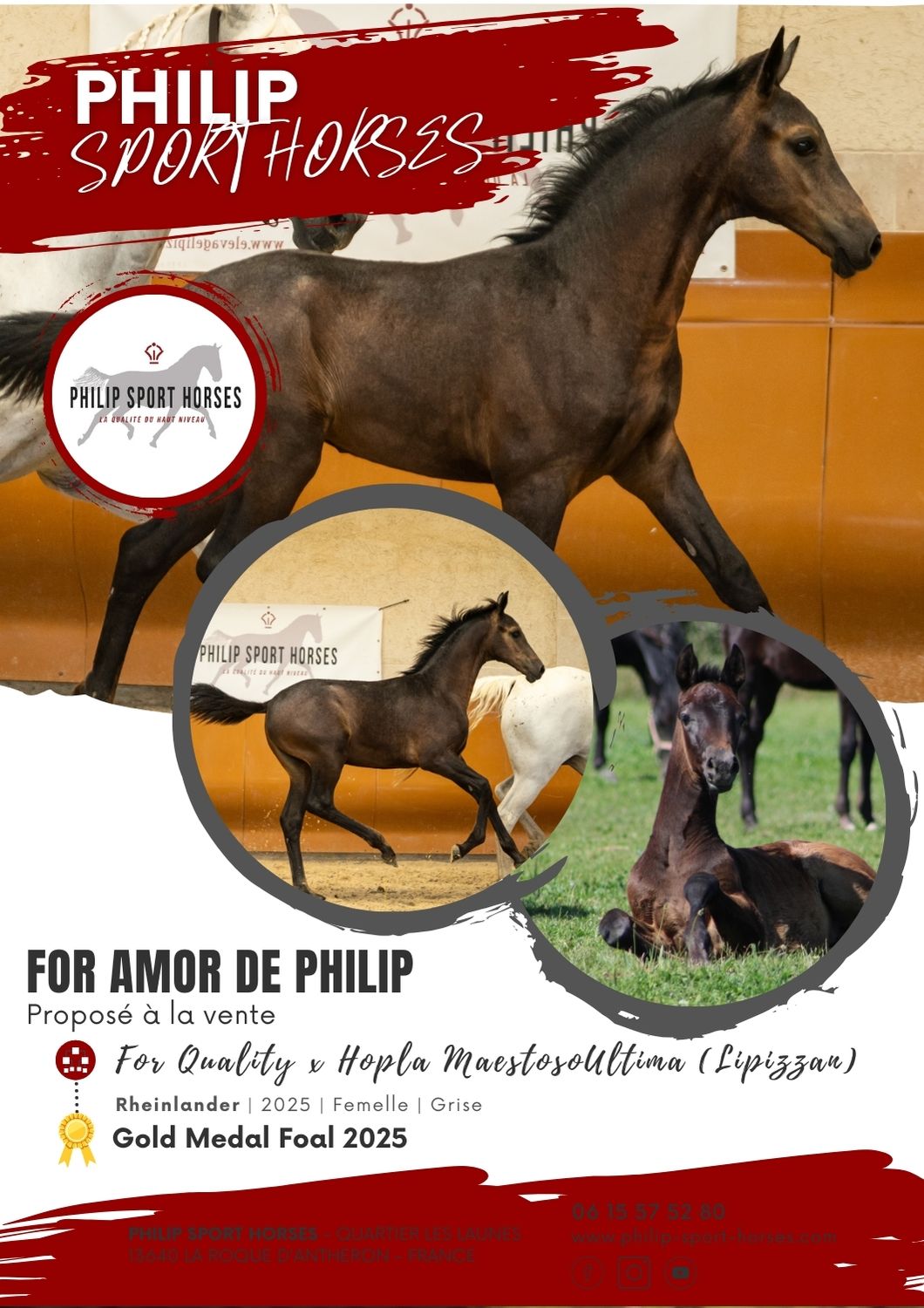 Gold Medal Foals 2025 / For Amor De Philip
