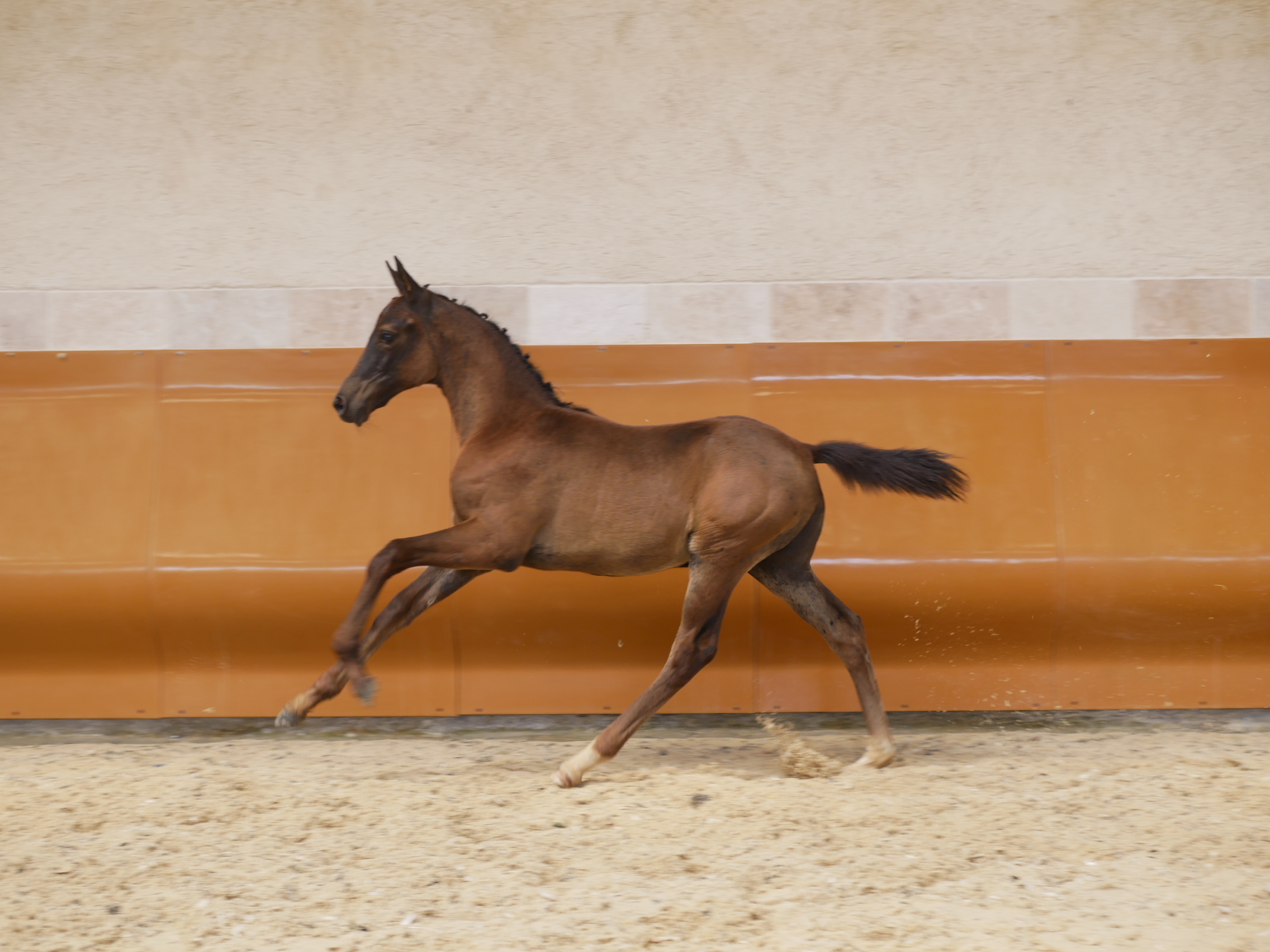 For Dance De Philip   Photo 1 France Dressage   Juillet 2023