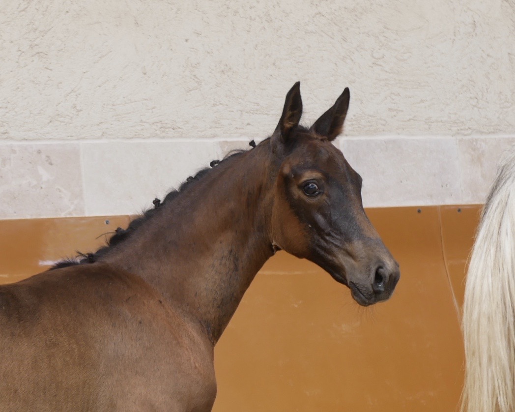 For Dance De Philip   Photo 2 France Dressage   Juillet 2023